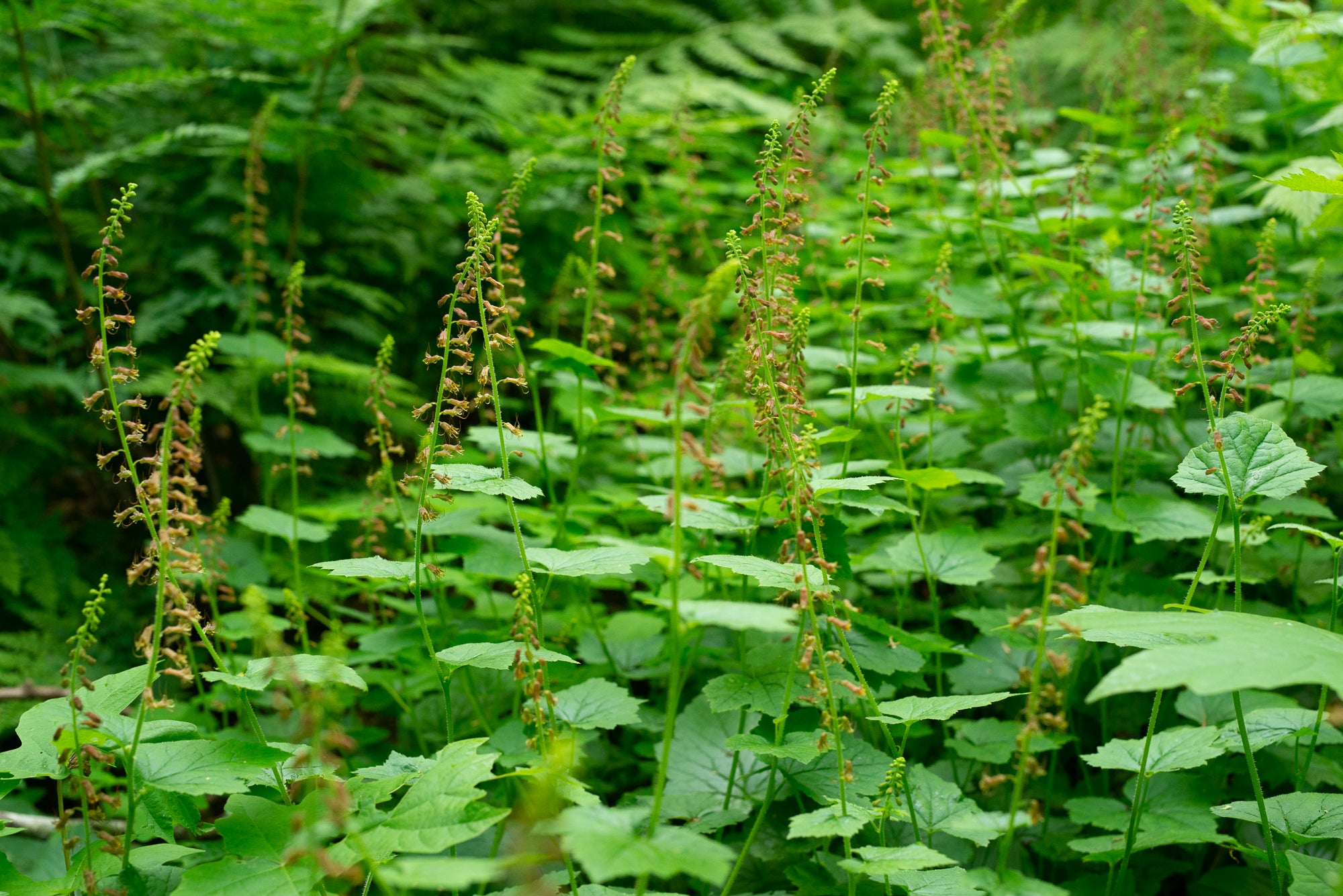 Piggyback Plant (Tolmiea menziesii)