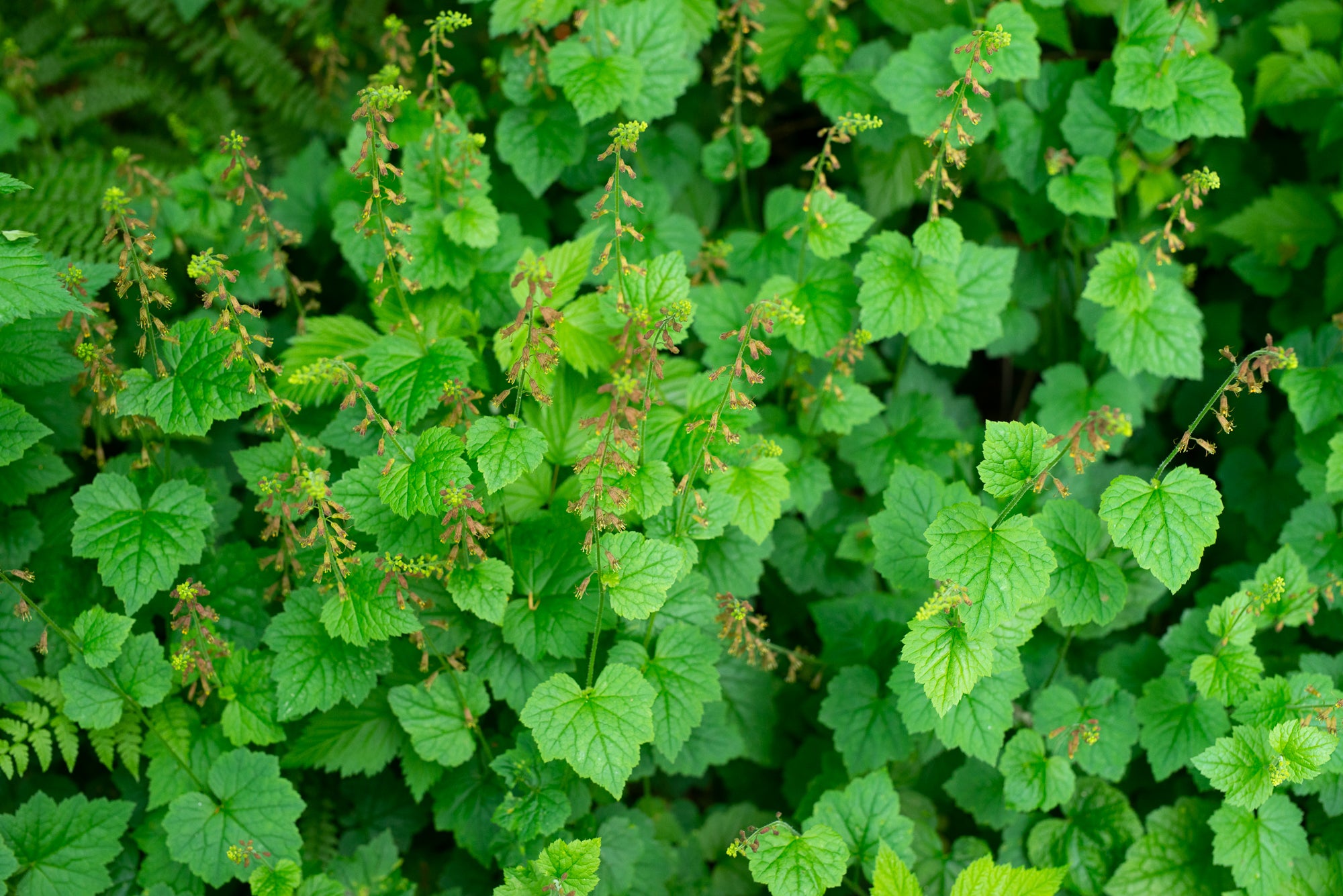 Piggyback Plant (Tolmiea menziesii)