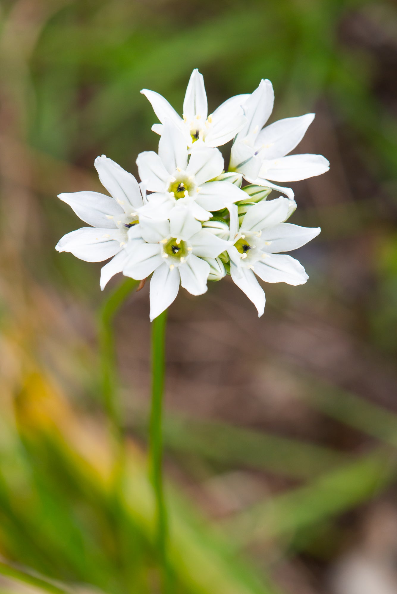 White Brodiaea (Triteleia hyacinthina)