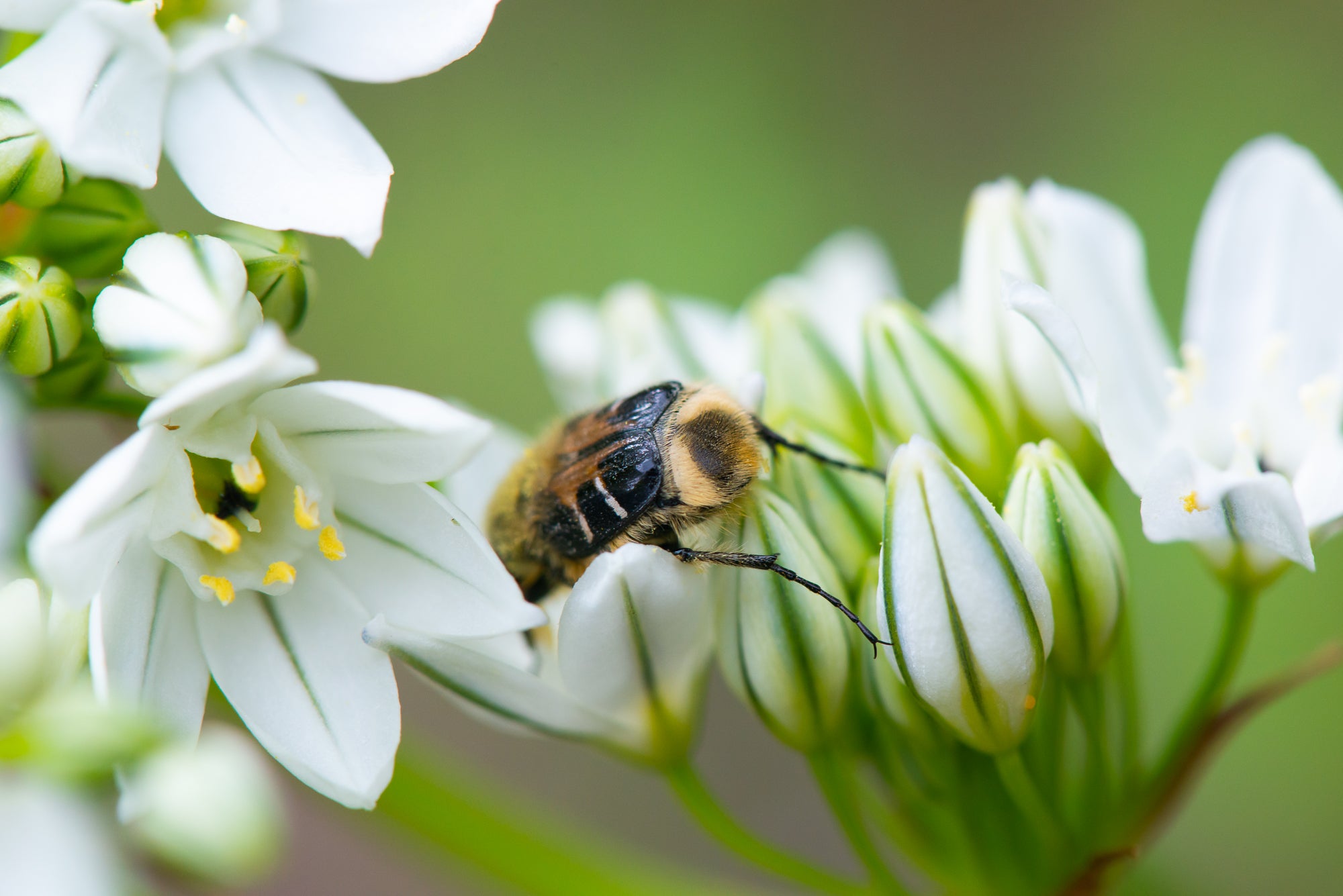 White Brodiaea (Triteleia hyacinthina)