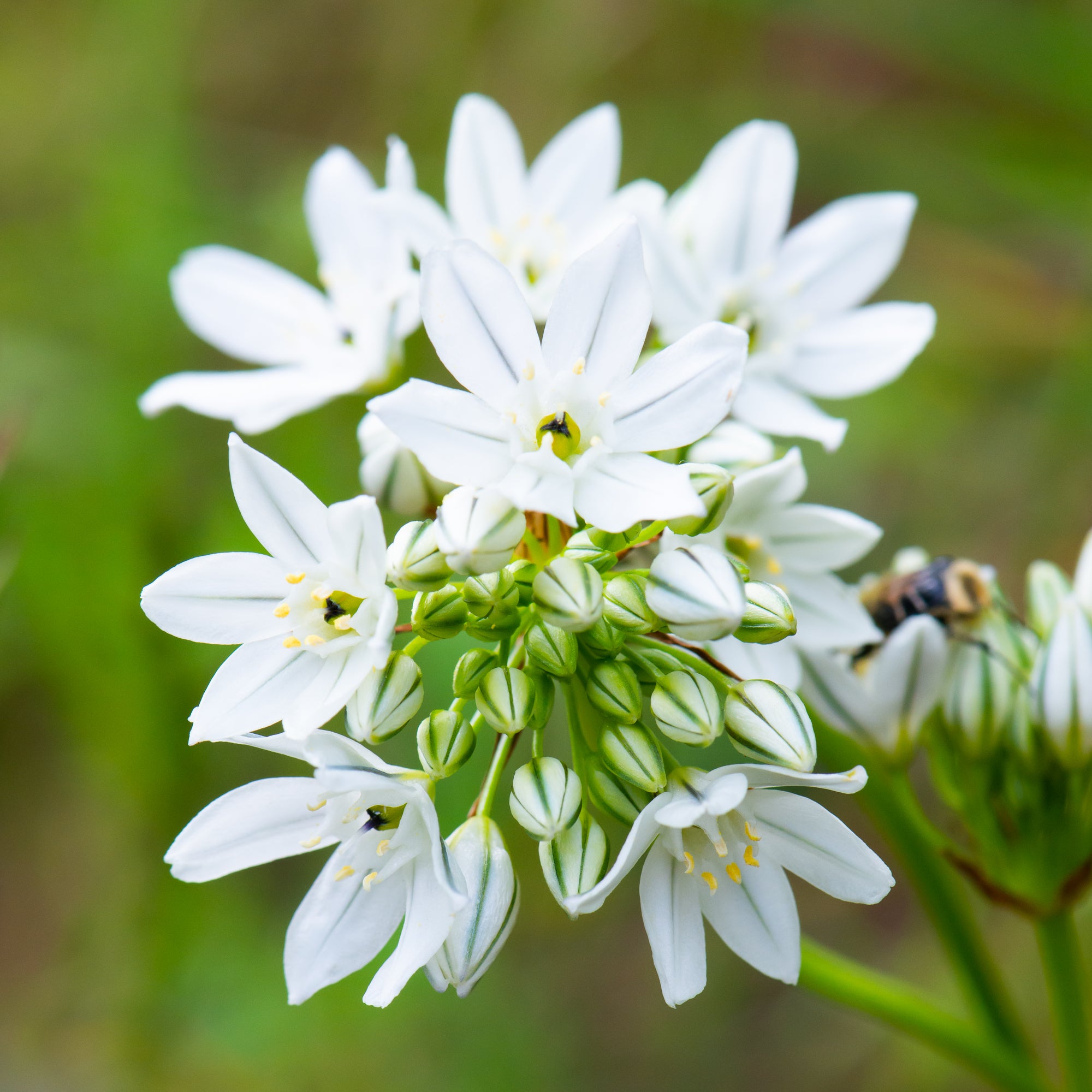 White Brodiaea (Triteleia hyacinthina)