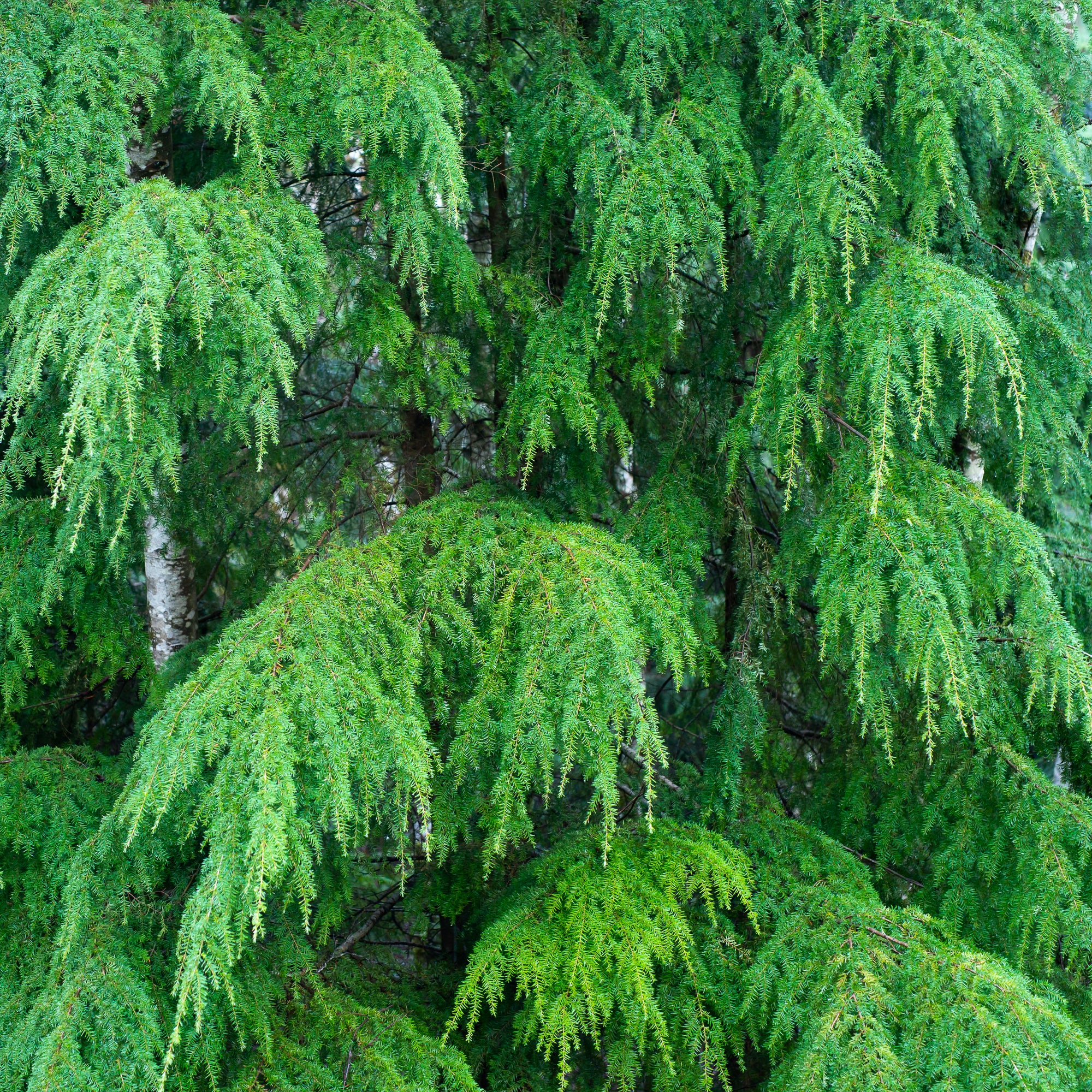 Western Hemlock (Tsuga heterophylla)