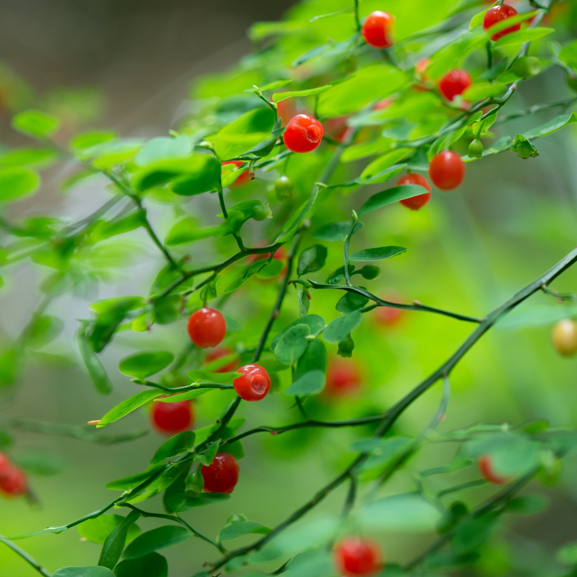 Red Huckleberry (Vaccinium parvifolium)