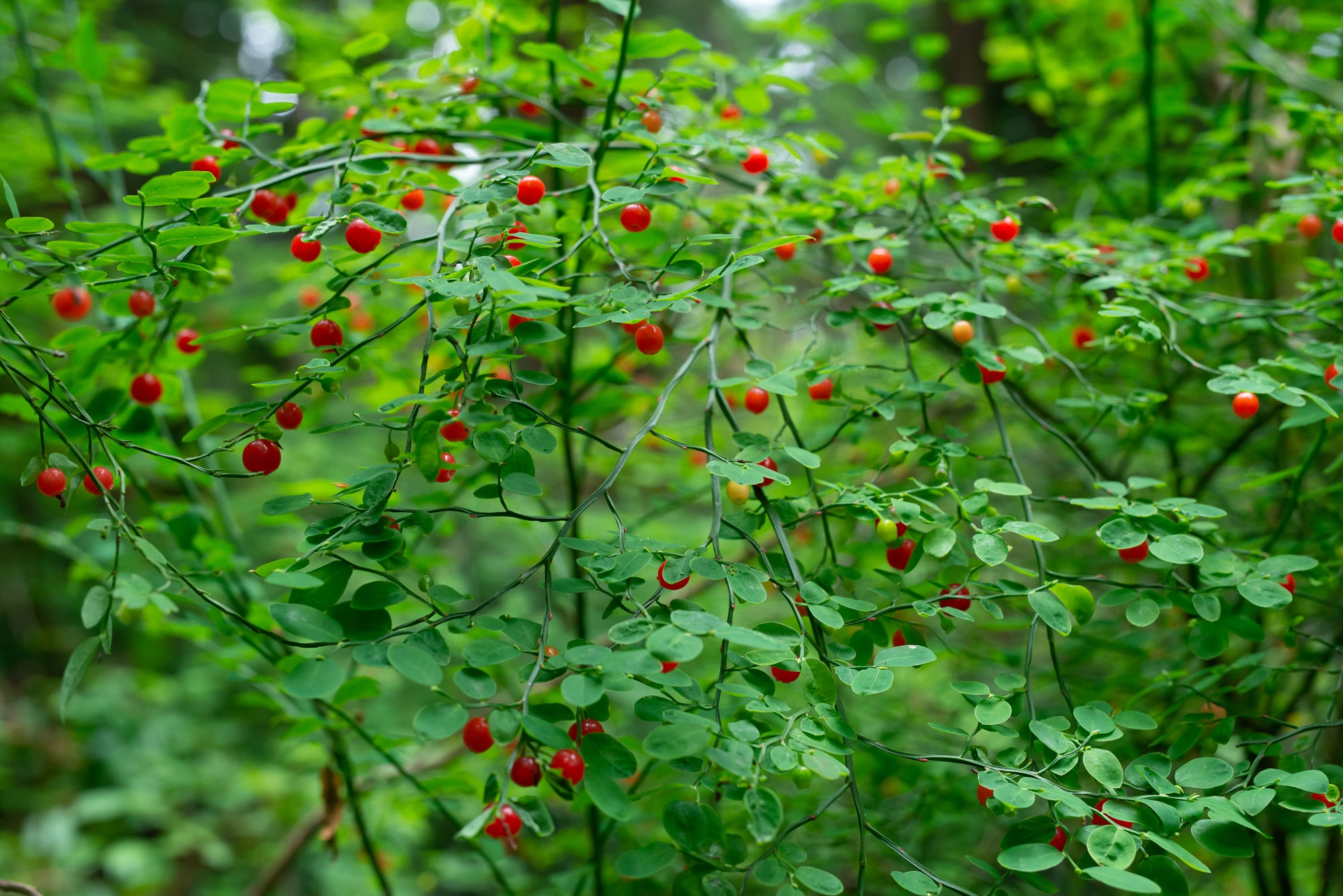 Red Huckleberry (Vaccinium parvifolium)
