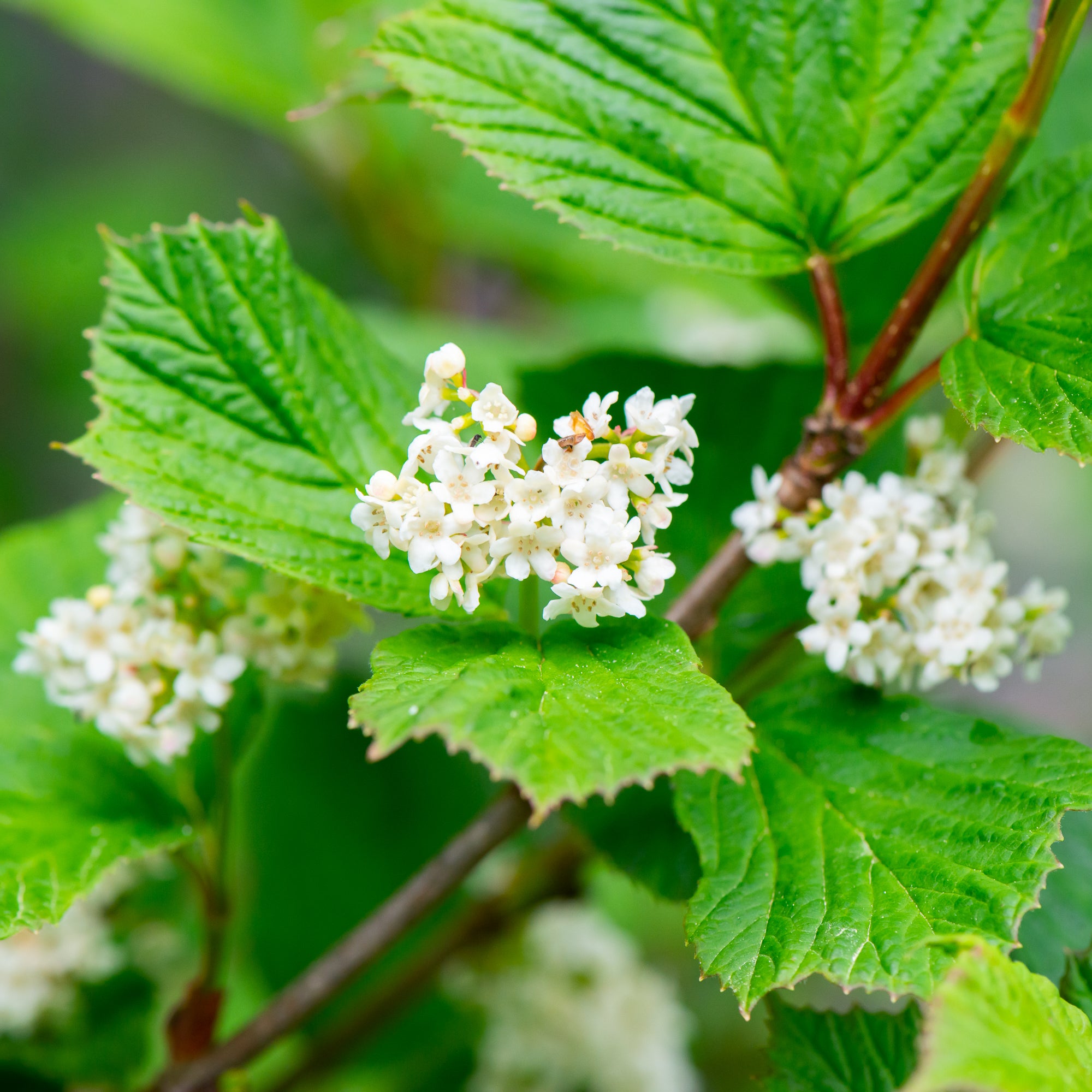 Highbush Cranberry (Viburnum edule)