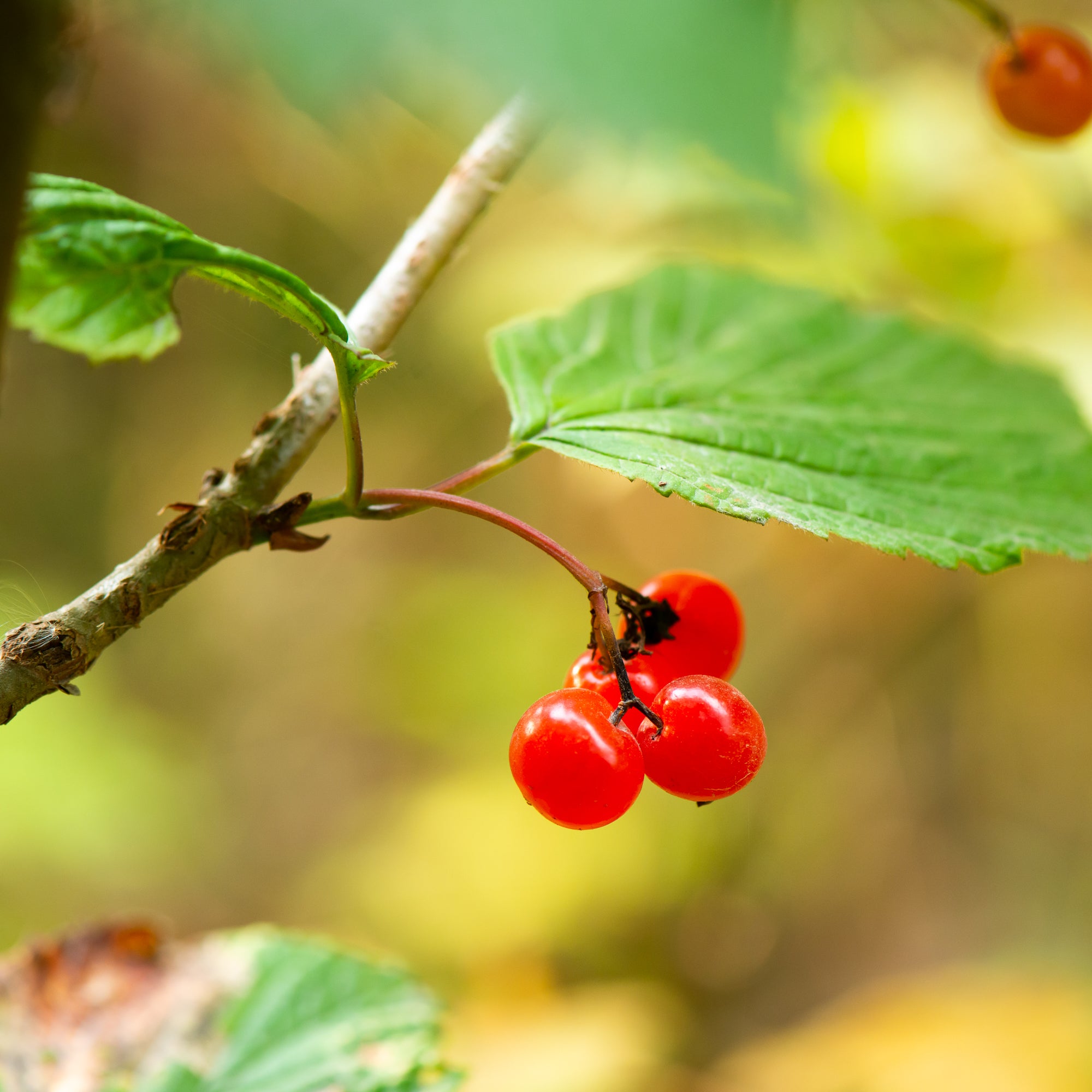 Highbush Cranberry (Viburnum edule)