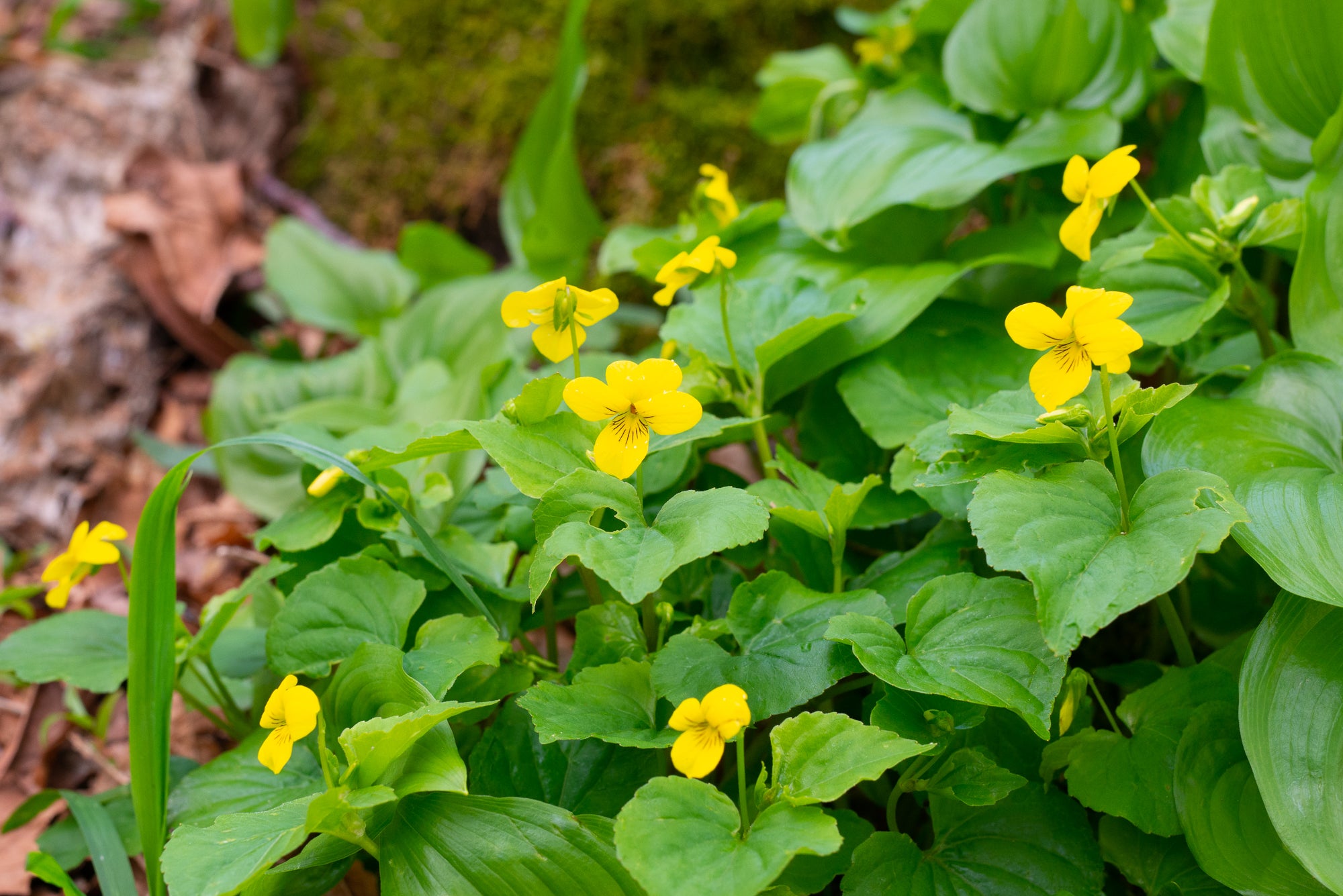 Stream Violet (Viola glabella)