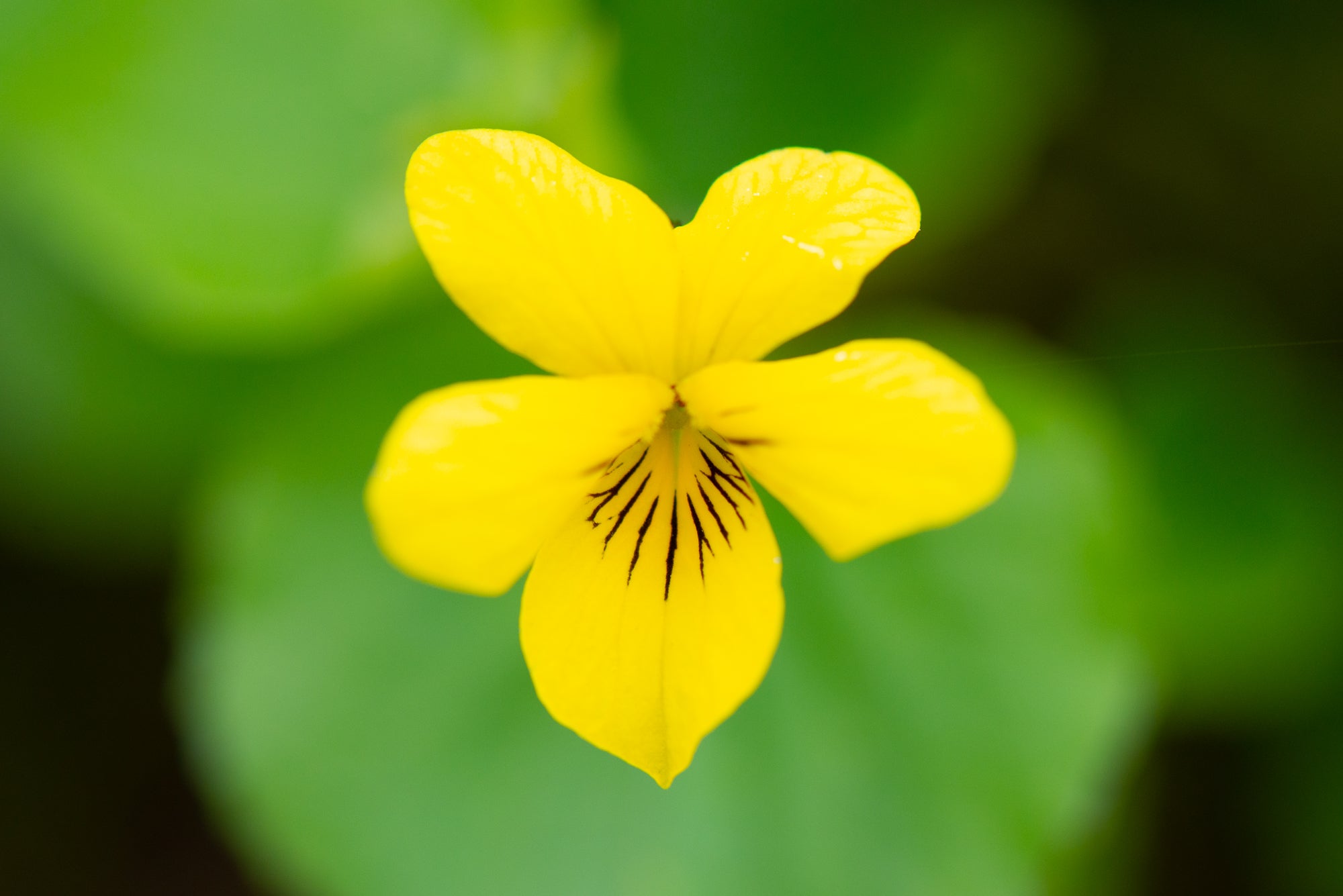 Stream Violet (Viola glabella)