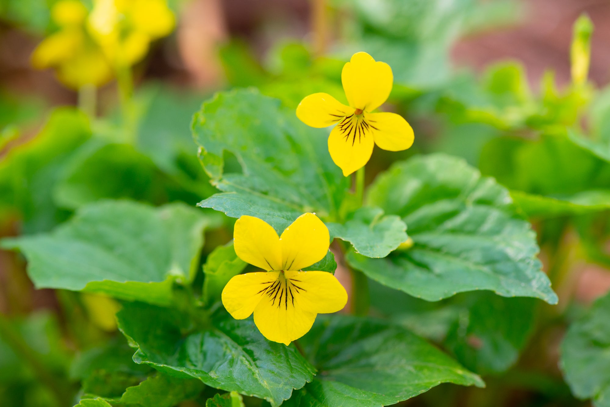 Stream Violet (Viola glabella)
