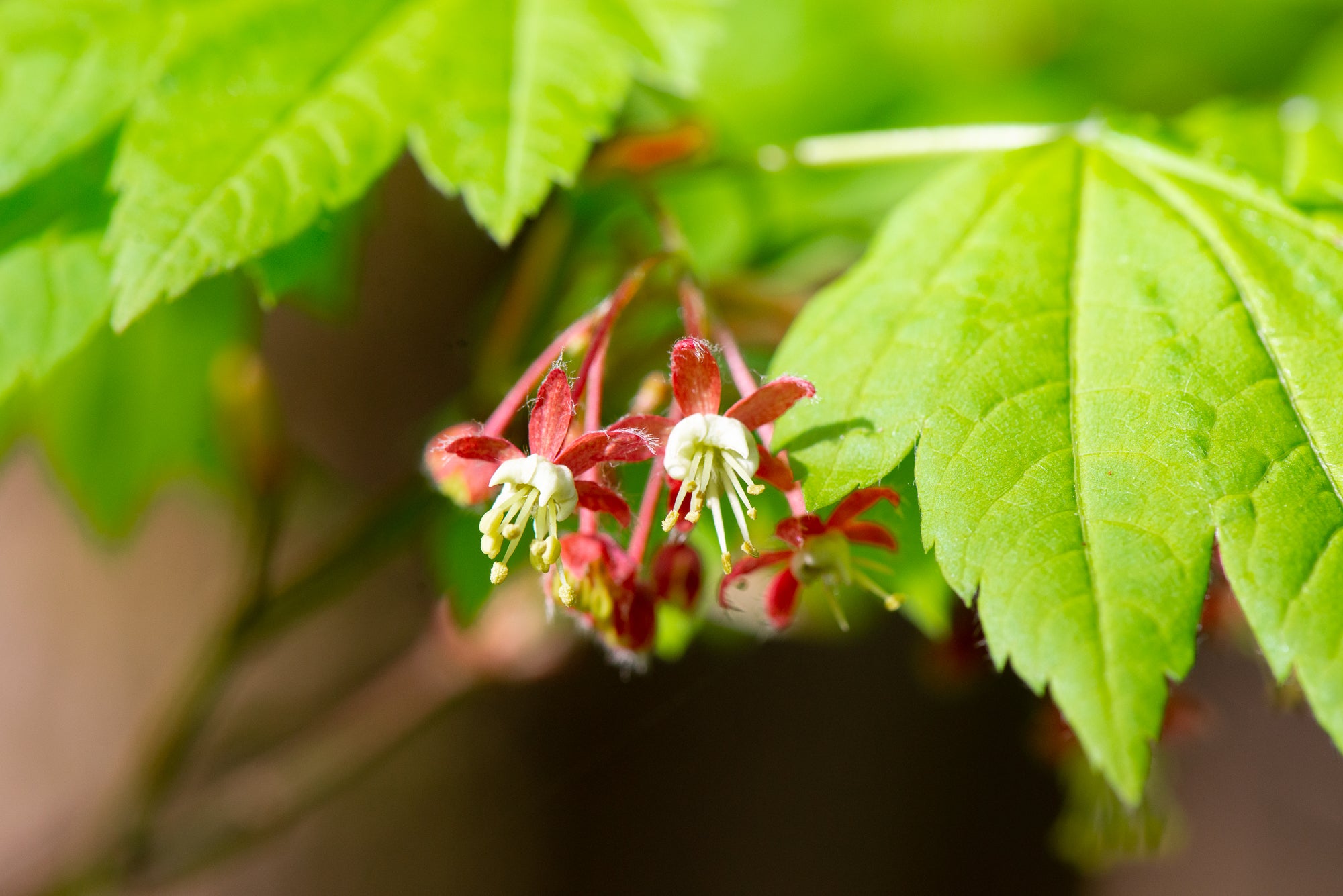 Vine Maple (Acer circinatum)