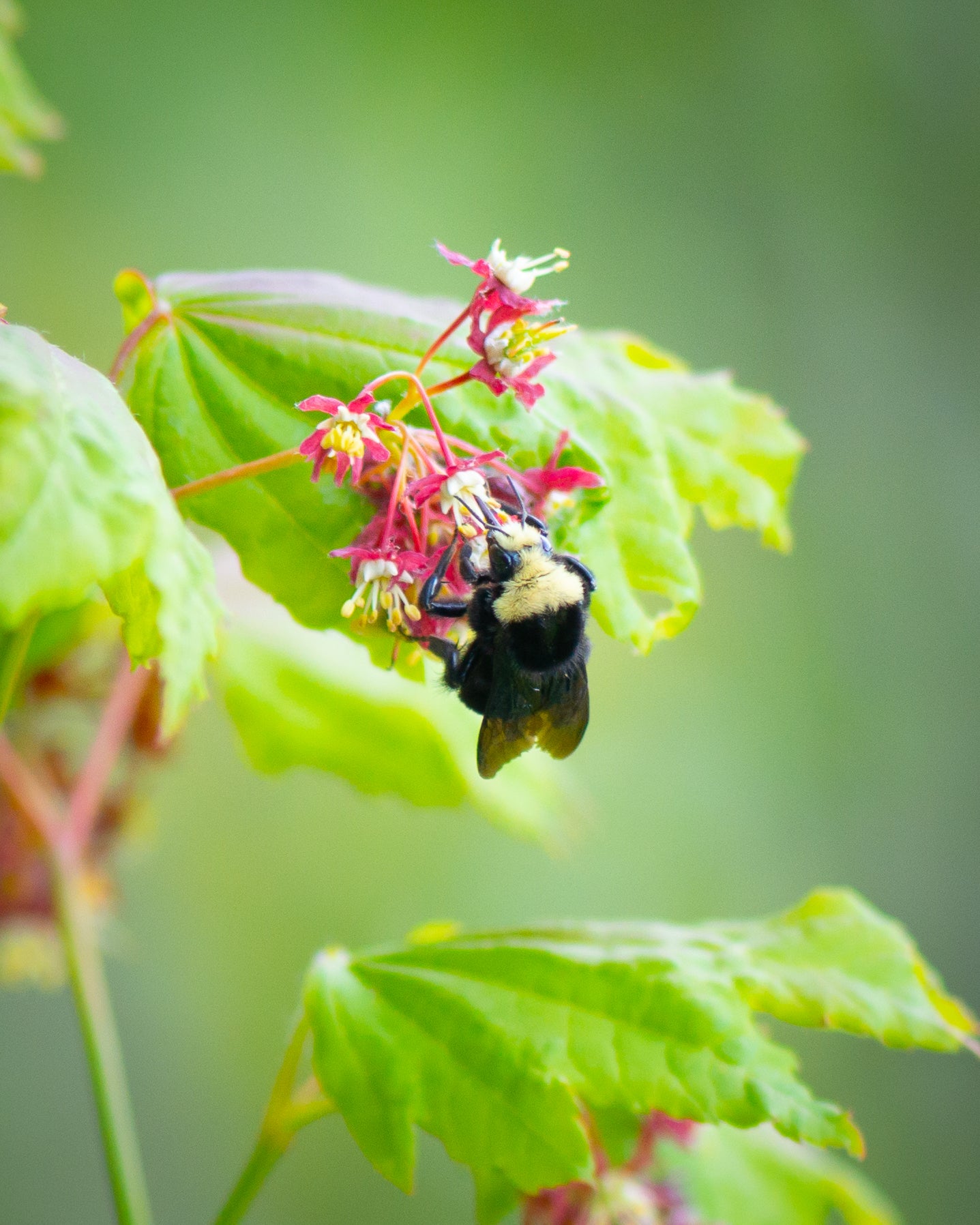 Vine Maple (Acer circinatum)