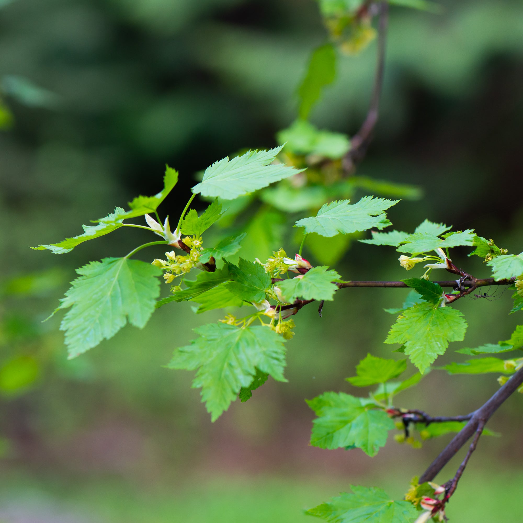 Douglas Maple (Acer glabrum var. douglasii)