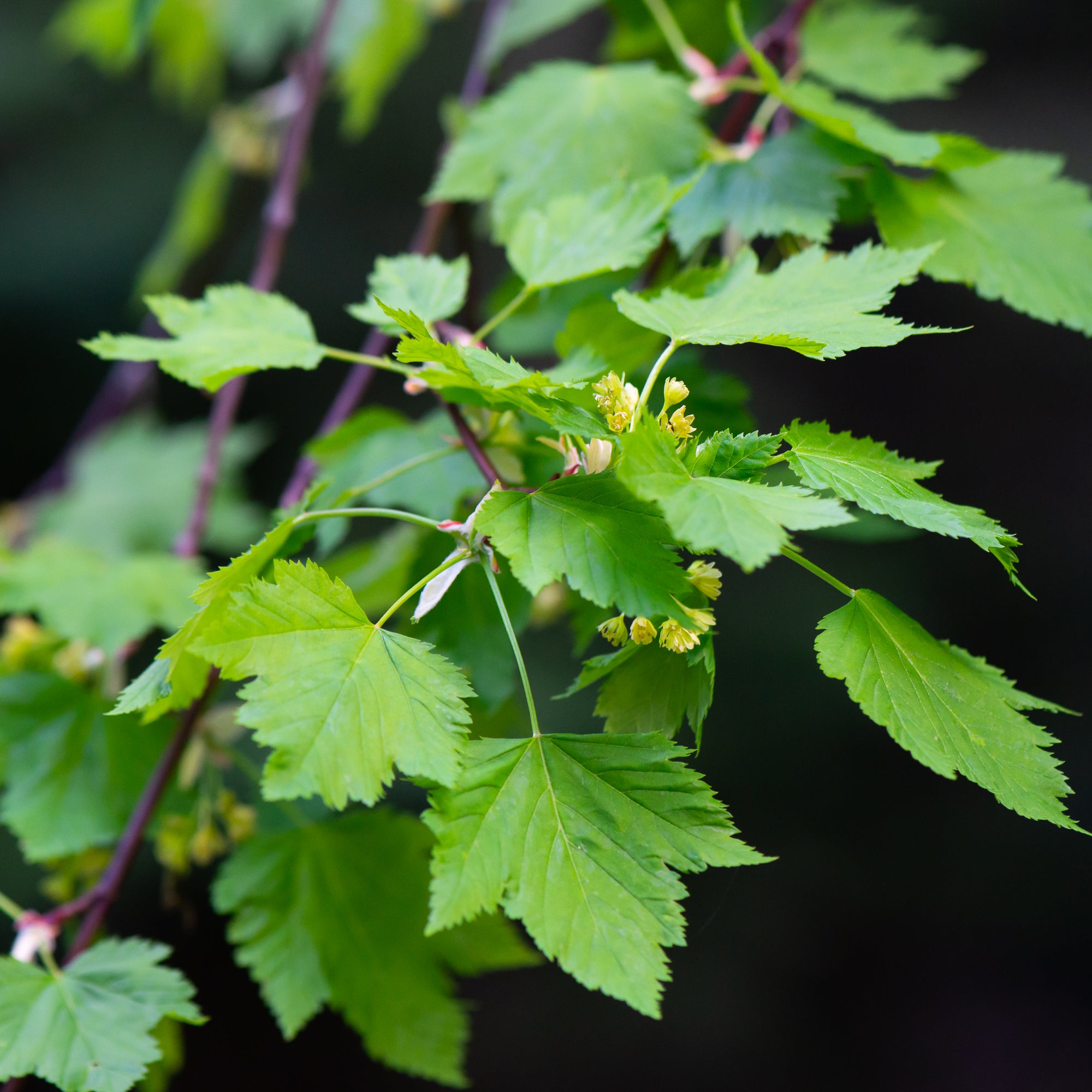 Douglas Maple (Acer glabrum var. douglasii)