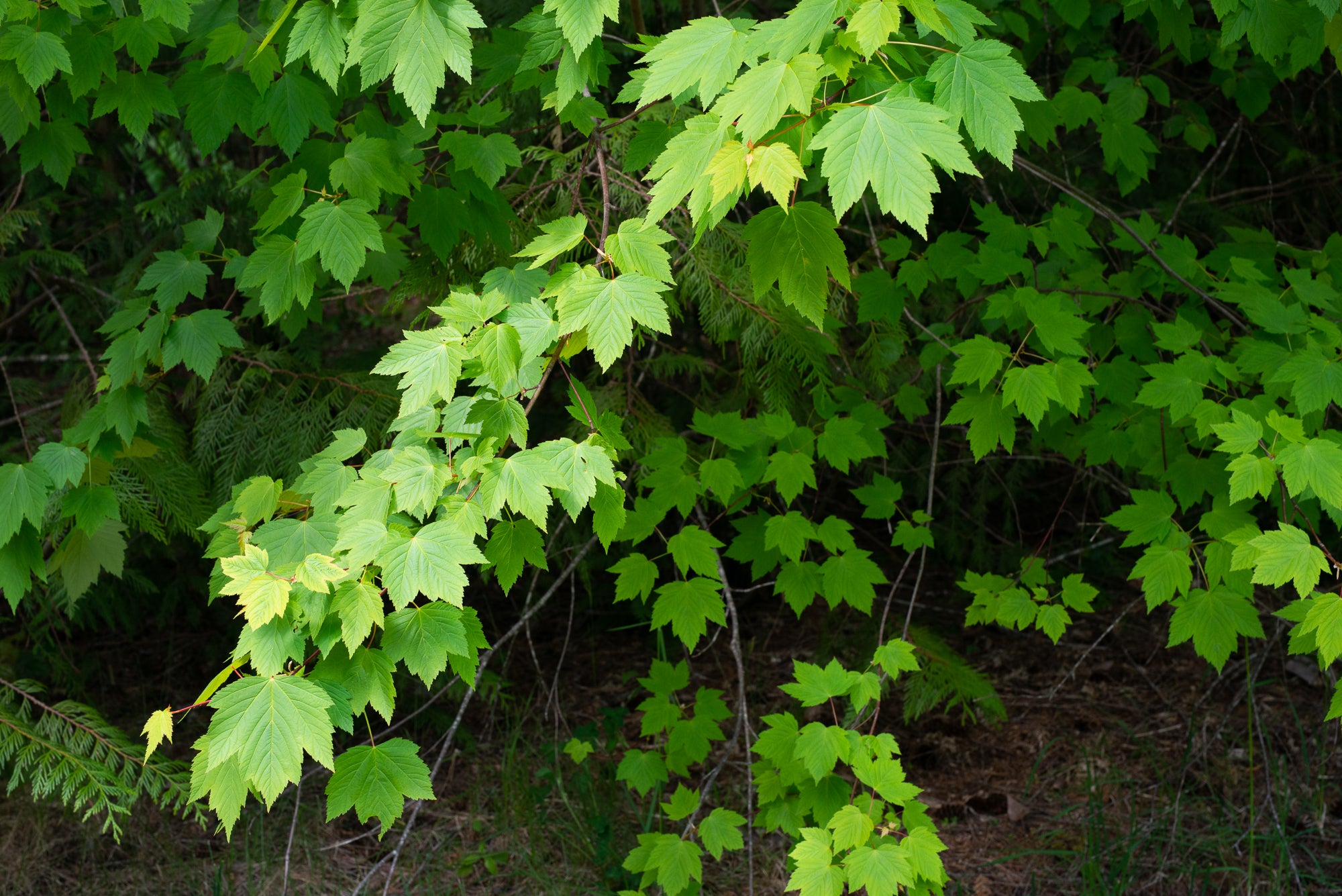 Douglas Maple (Acer glabrum var. douglasii)