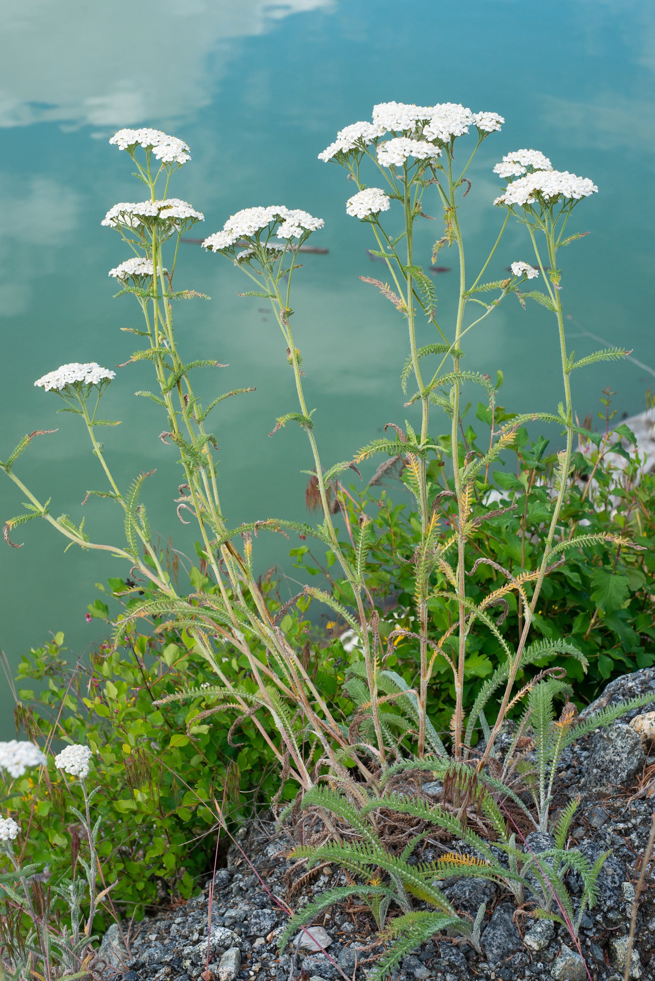 Yarrow (Achillea millefolium)