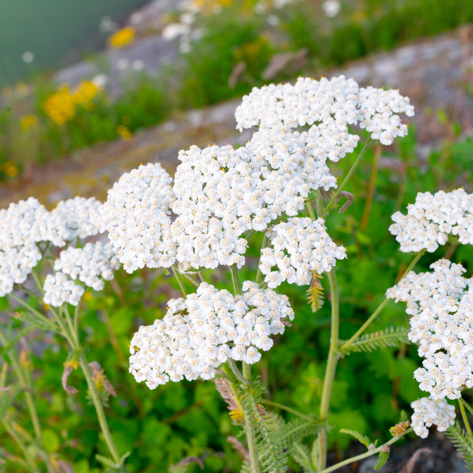 Yarrow (Achillea millefolium)
