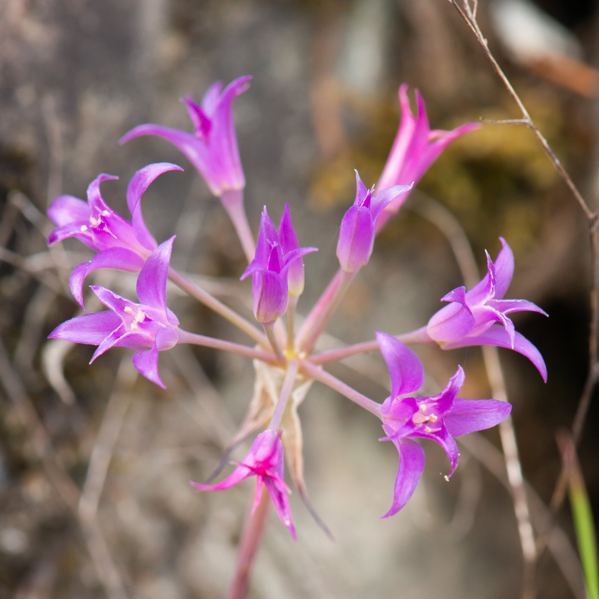 Hooker’s Onion (Allium acuminatum)