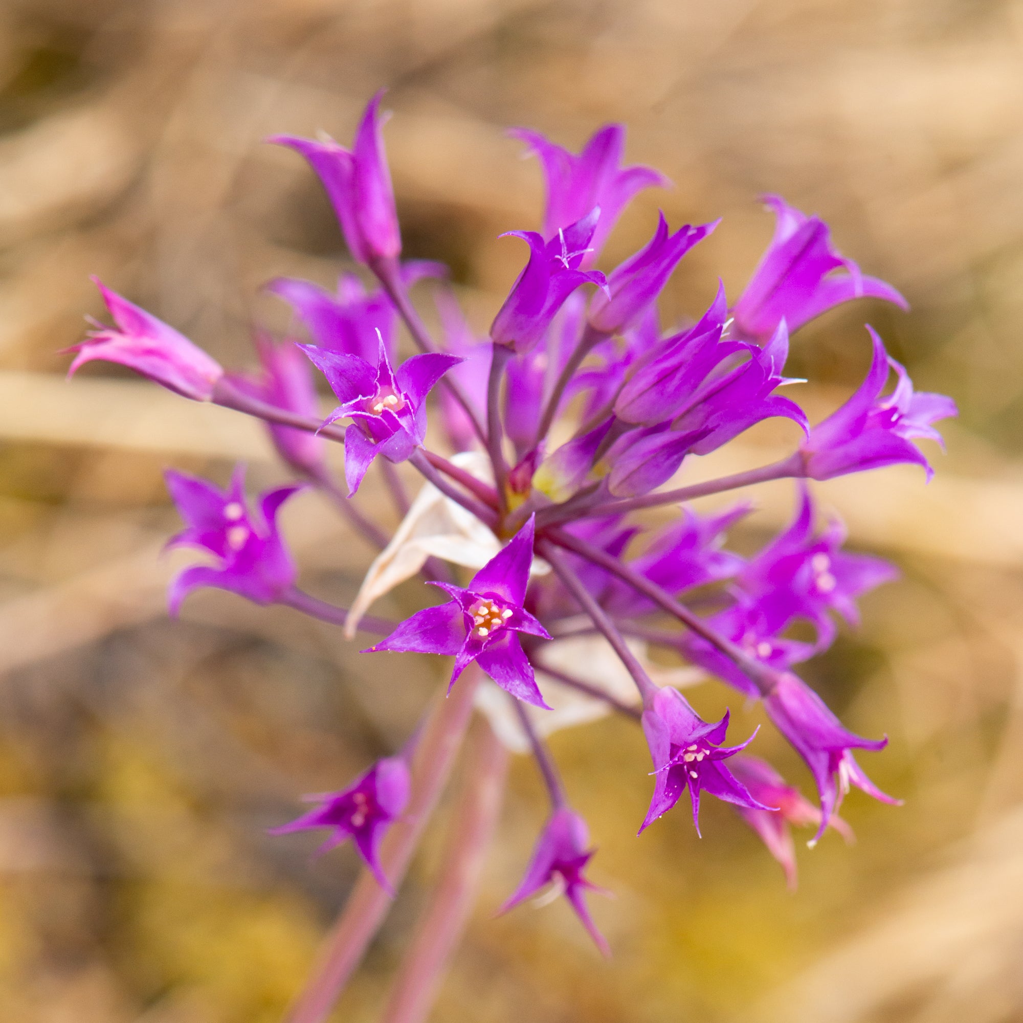 Hooker’s Onion (Allium acuminatum)