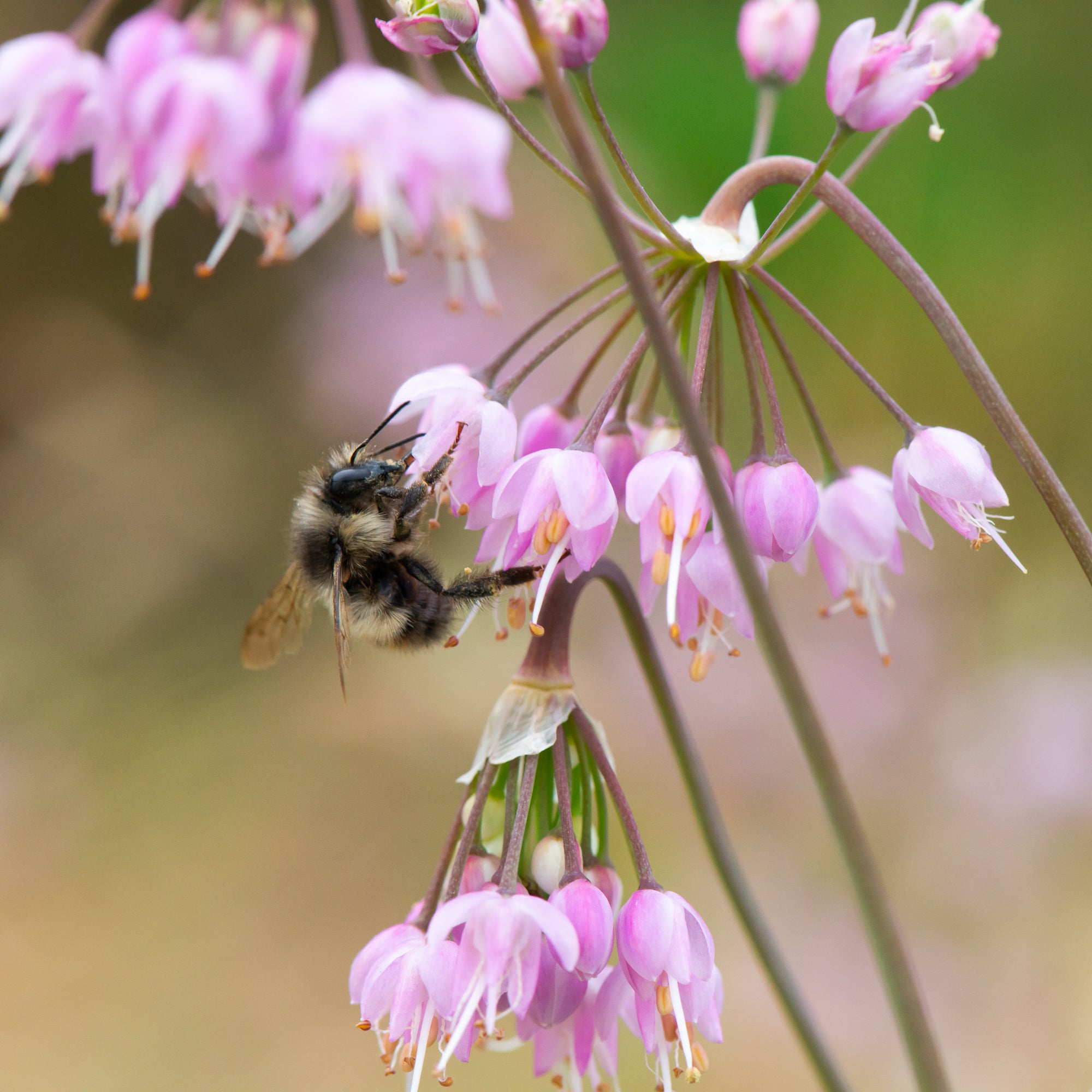 Nodding Onion (Allium cernuum)