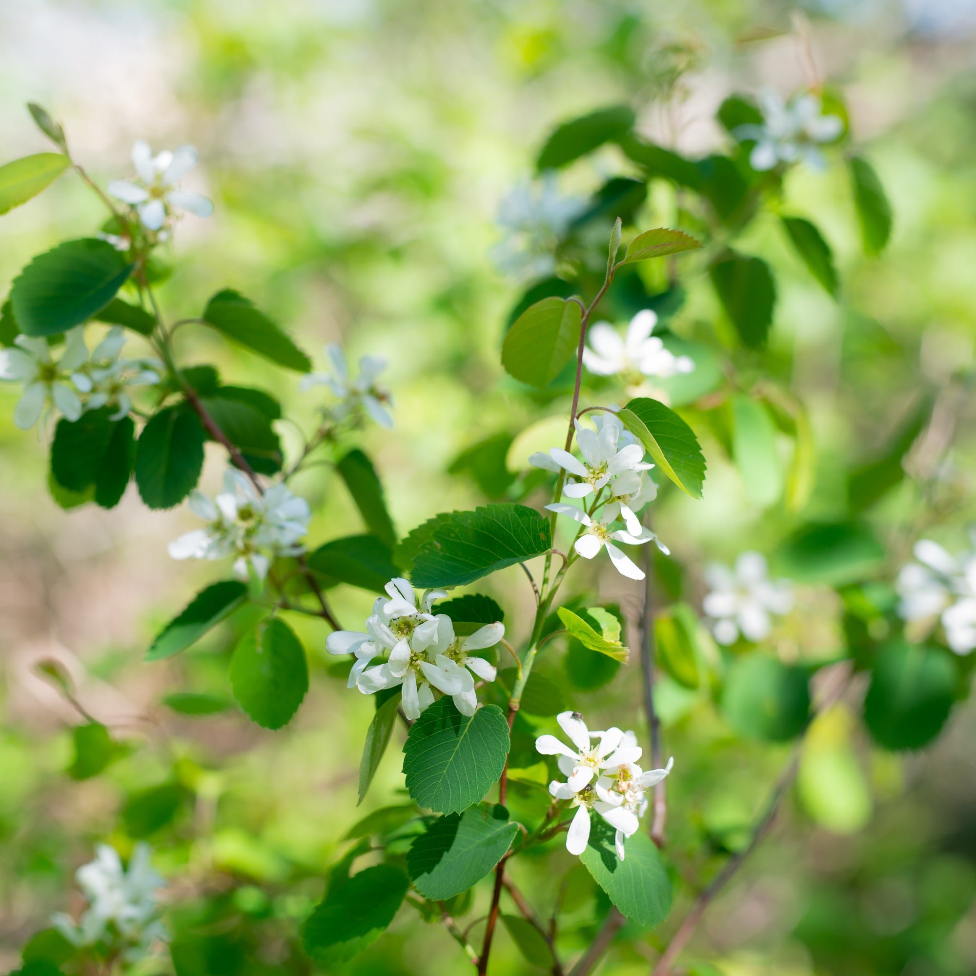 Saskatoon Berry (Amelanchier alnifolia)