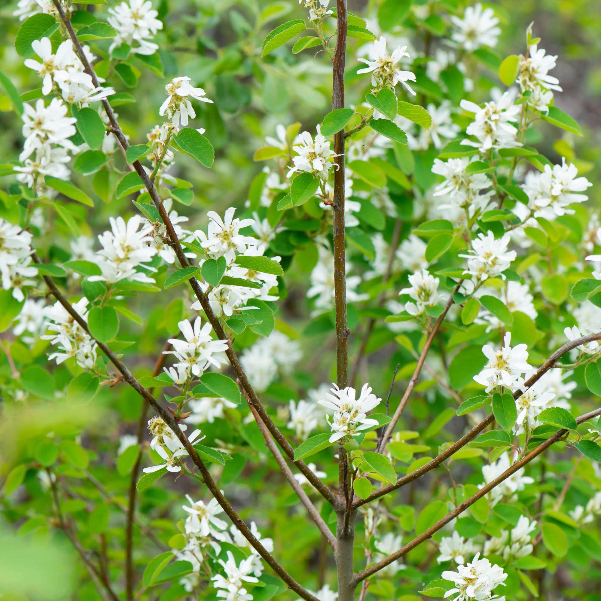 Saskatoon Berry (Amelanchier alnifolia)