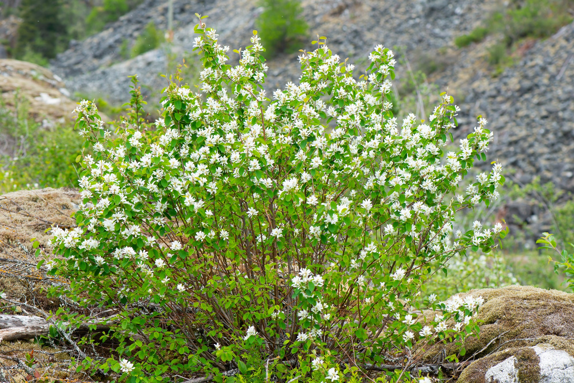 Saskatoon Berry (Amelanchier alnifolia)