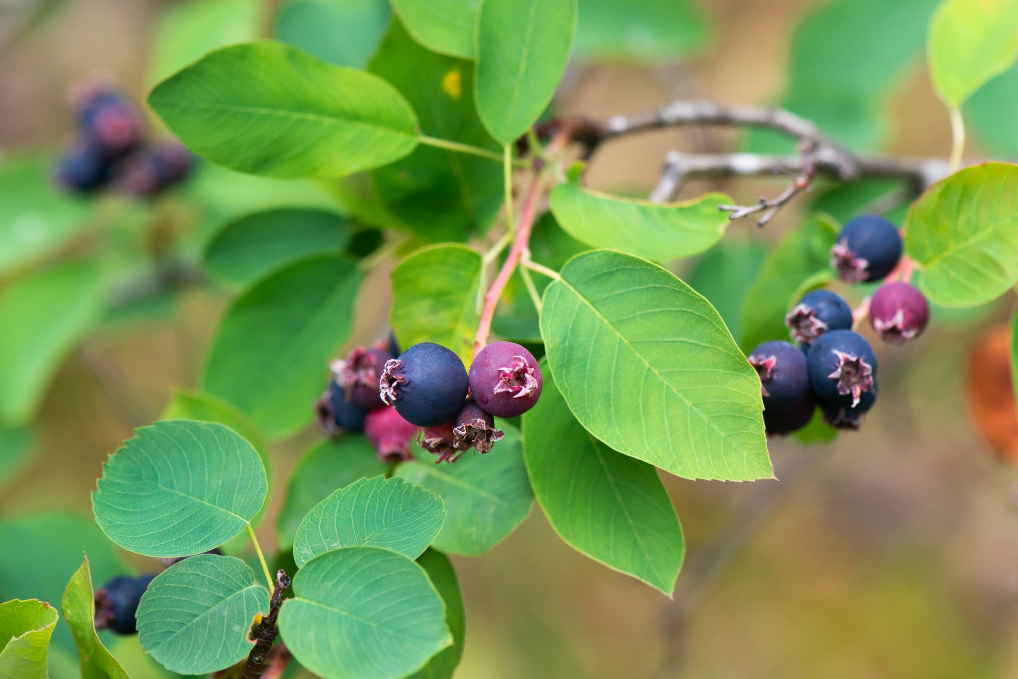 Saskatoon Berry (Amelanchier alnifolia)