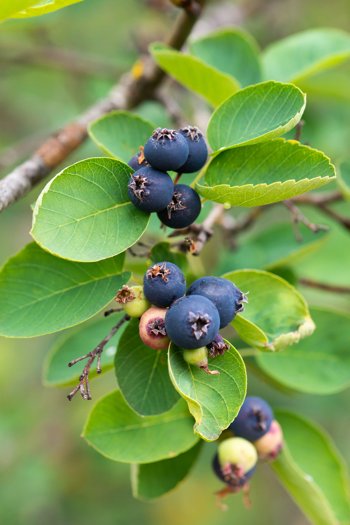 Saskatoon Berry (Amelanchier alnifolia)