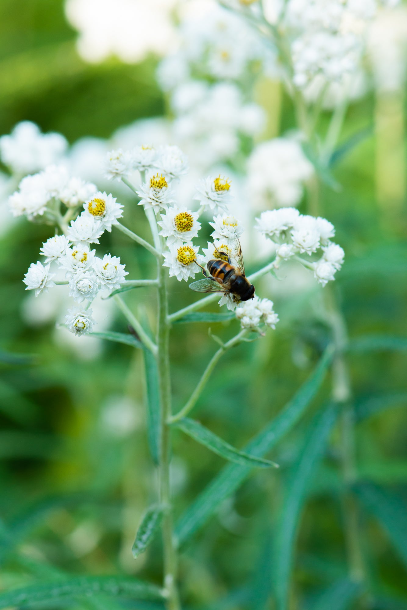 Pearly Everlasting (Anaphalis margaritacea)