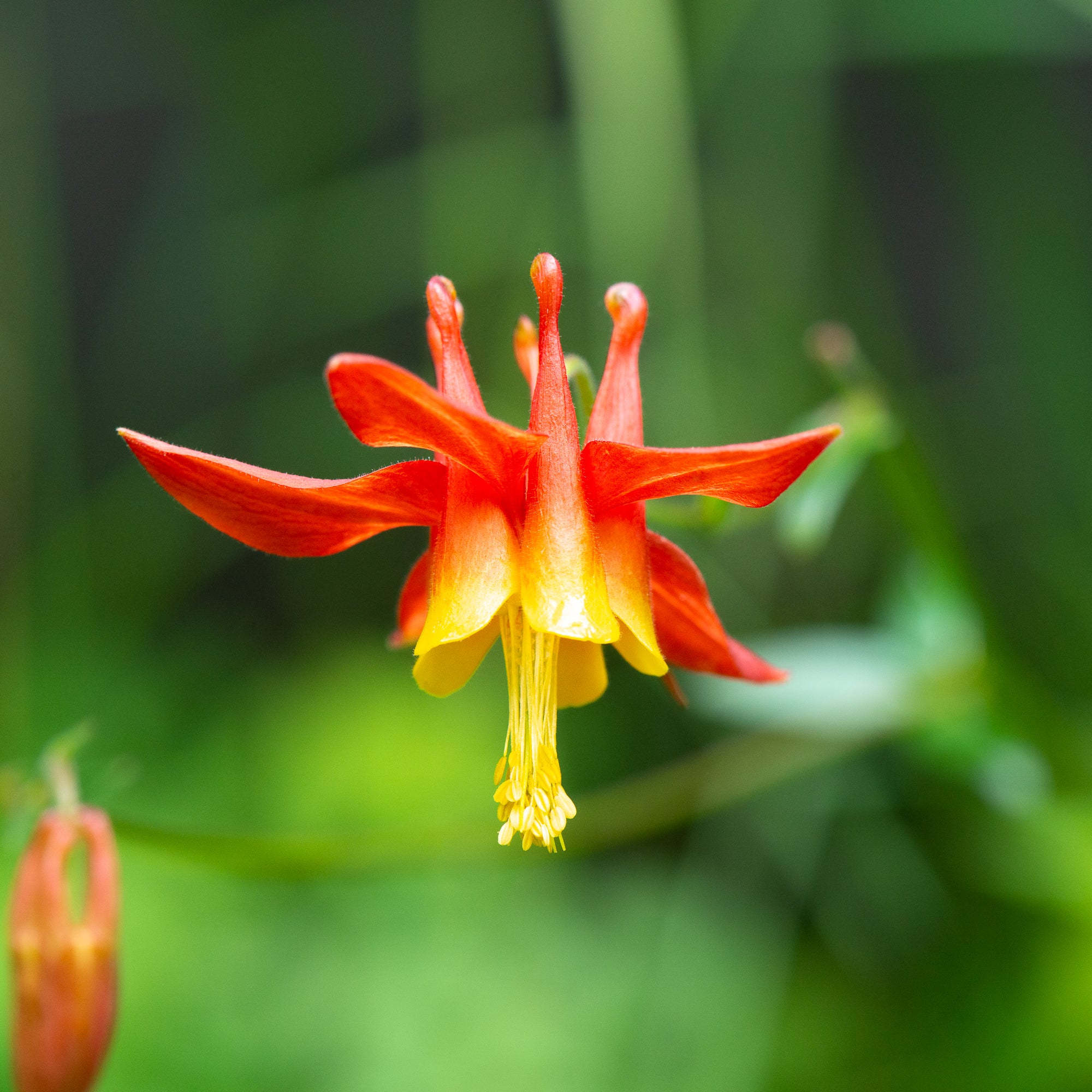 Western Red Columbine (Aquilegia formosa)