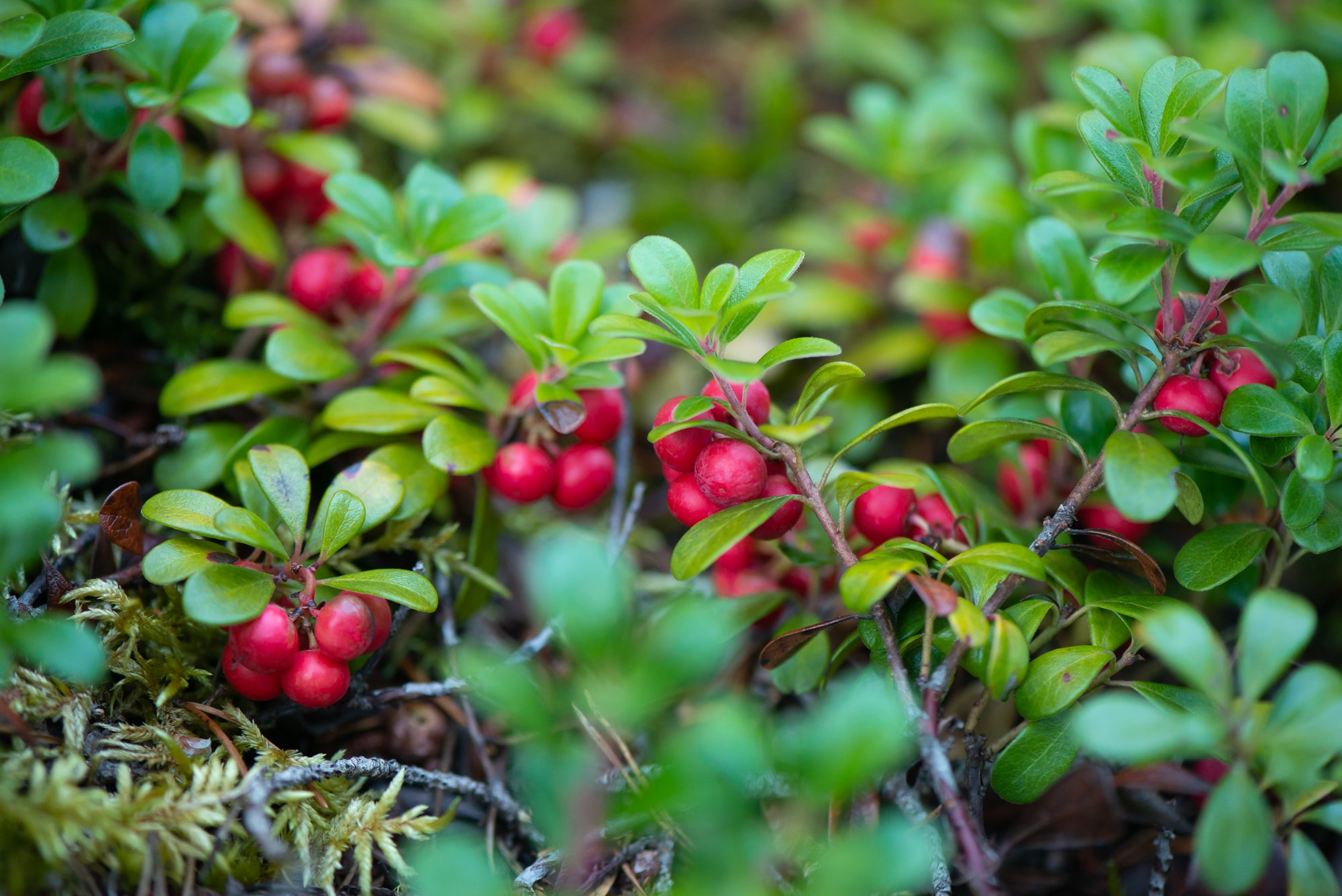 Kinnikinnick (Arctostaphylos uva-ursi)