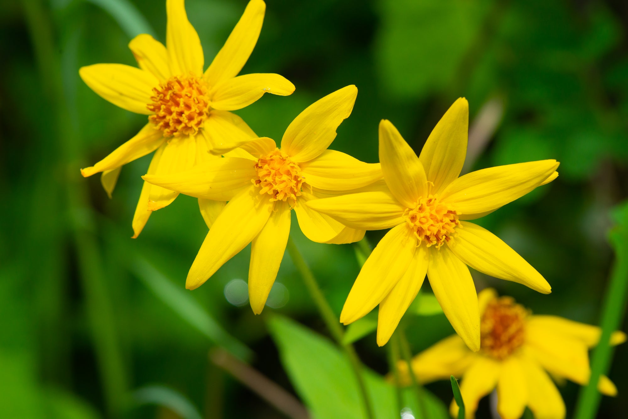 Heartleaf Arnica (Arnica cordifolia)