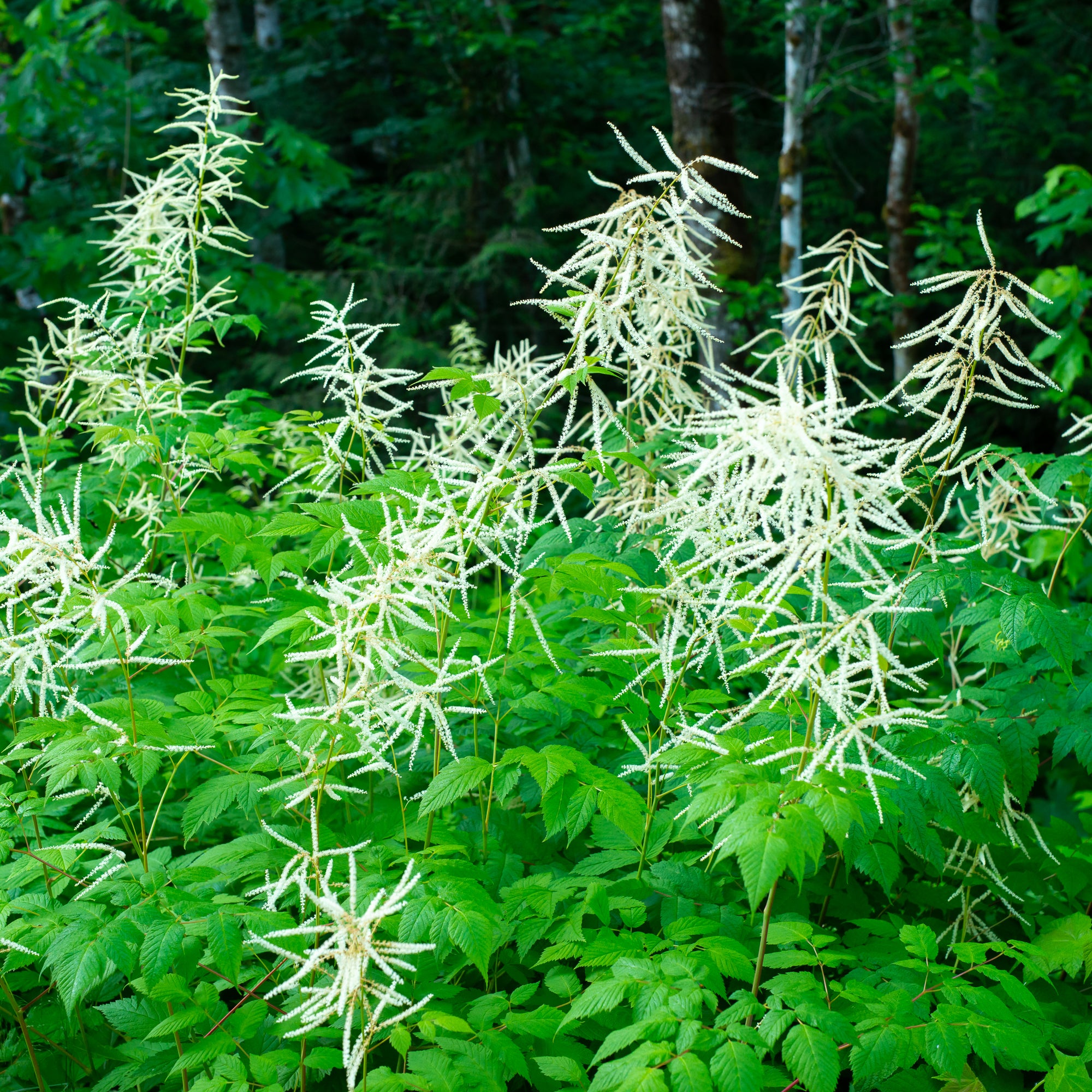 Goat’s Beard (Aruncus dioicus)