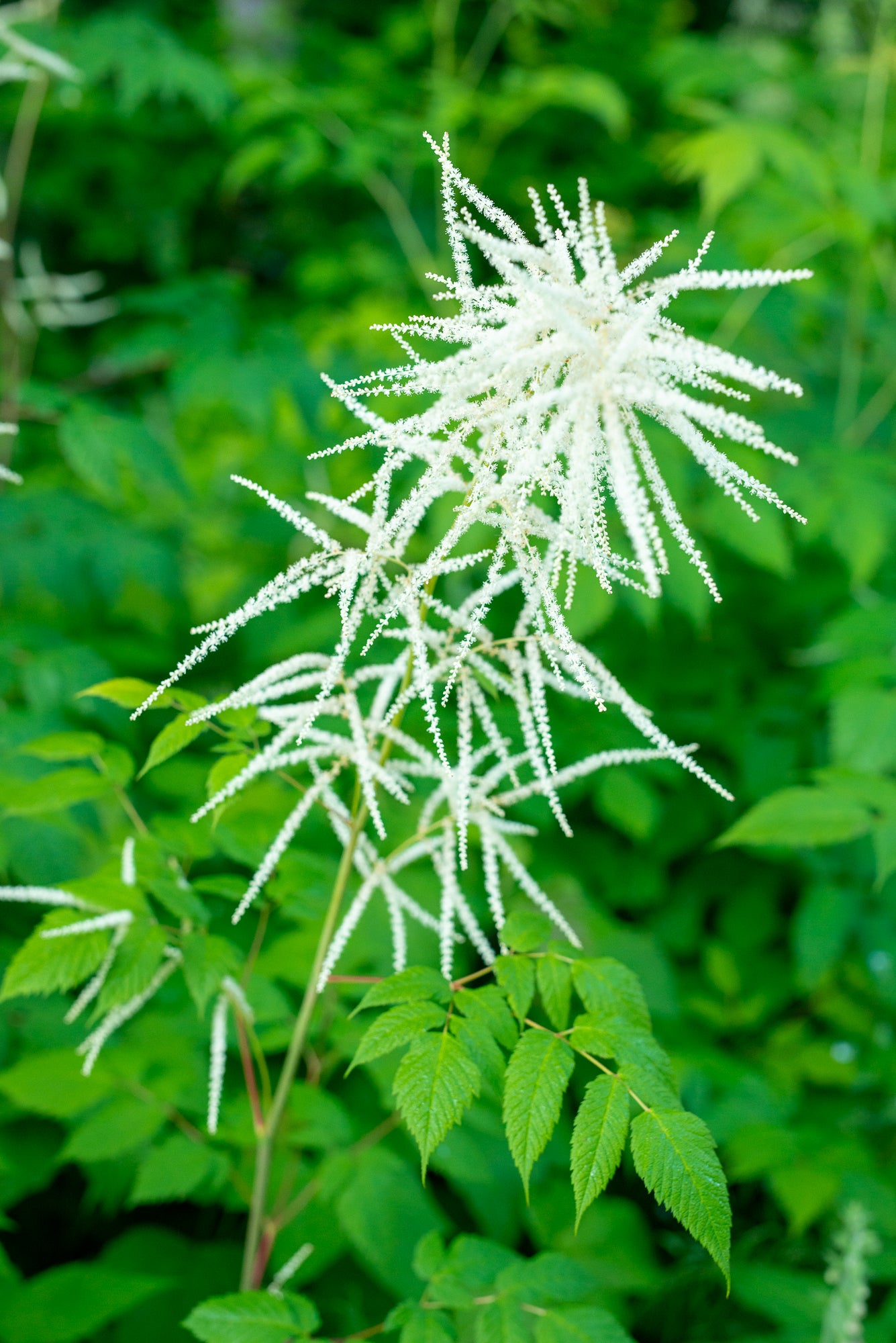 Goat’s Beard (Aruncus dioicus)