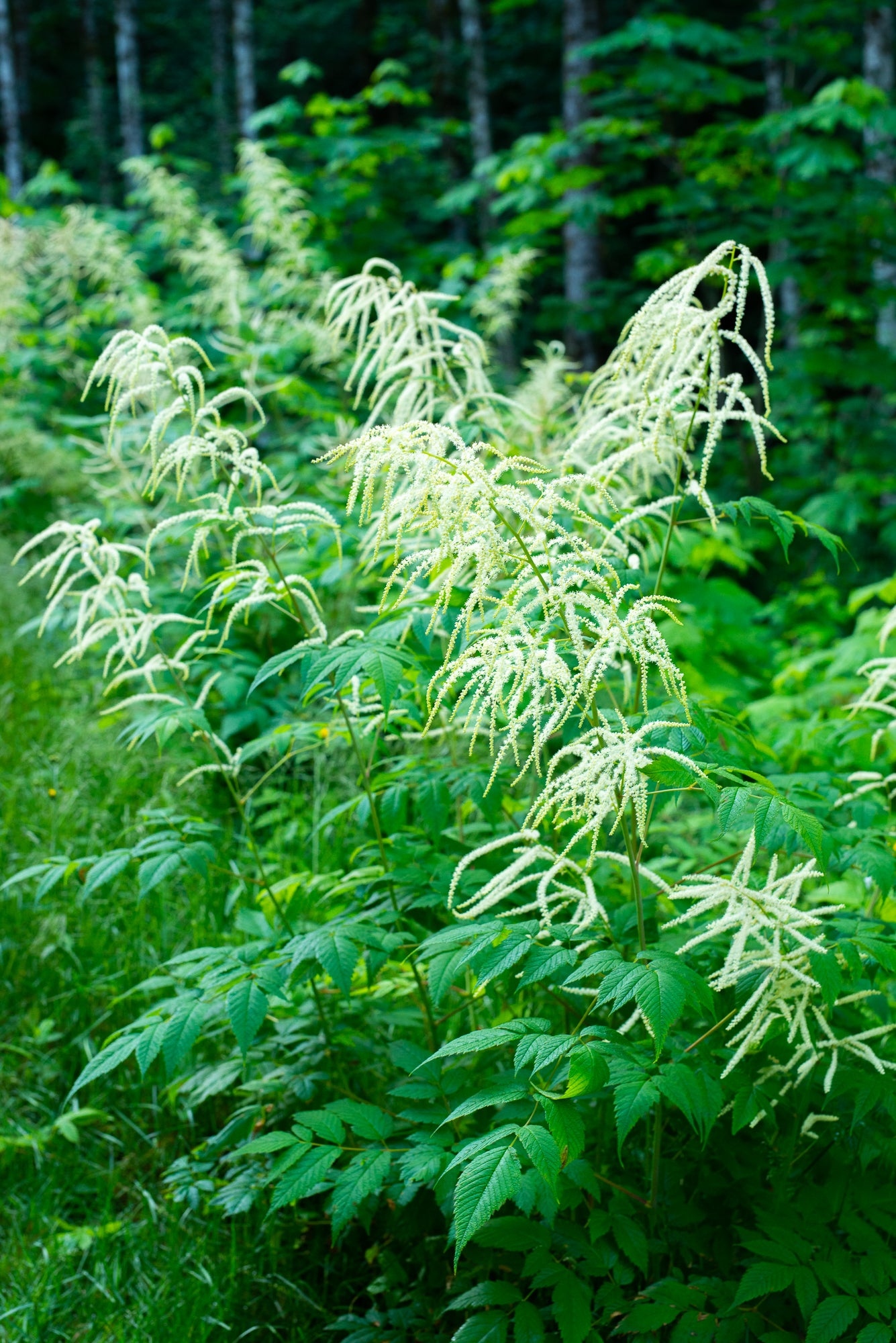 Goat’s Beard (Aruncus dioicus)