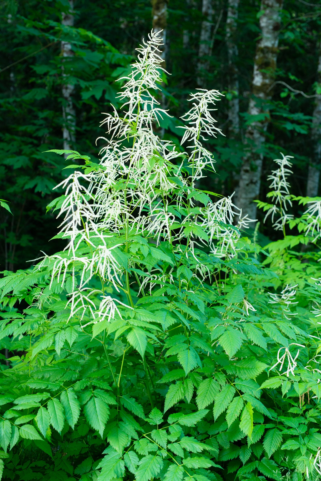 Goat’s Beard (Aruncus dioicus)