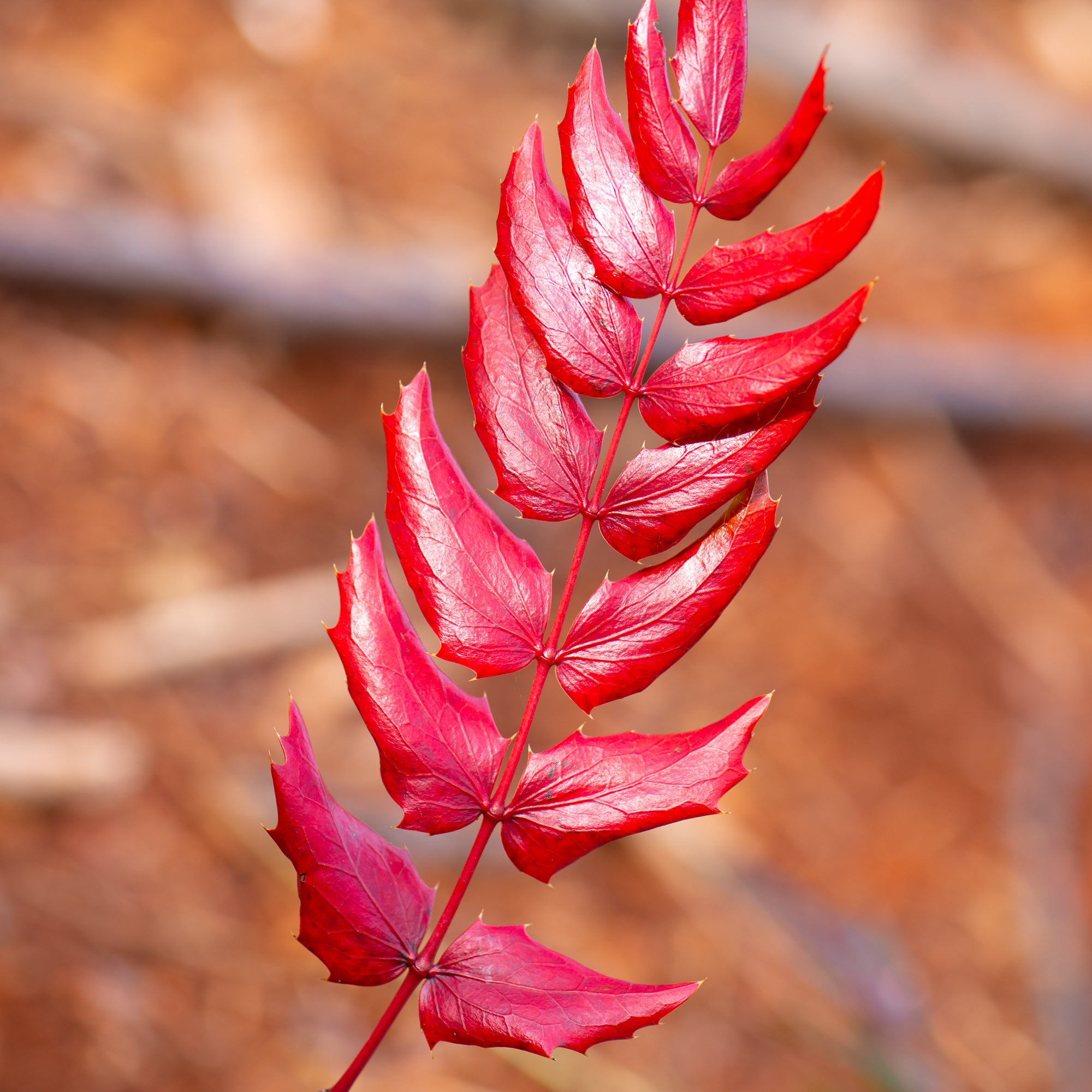 Cascade Oregon Grape (Berberis nervosa)