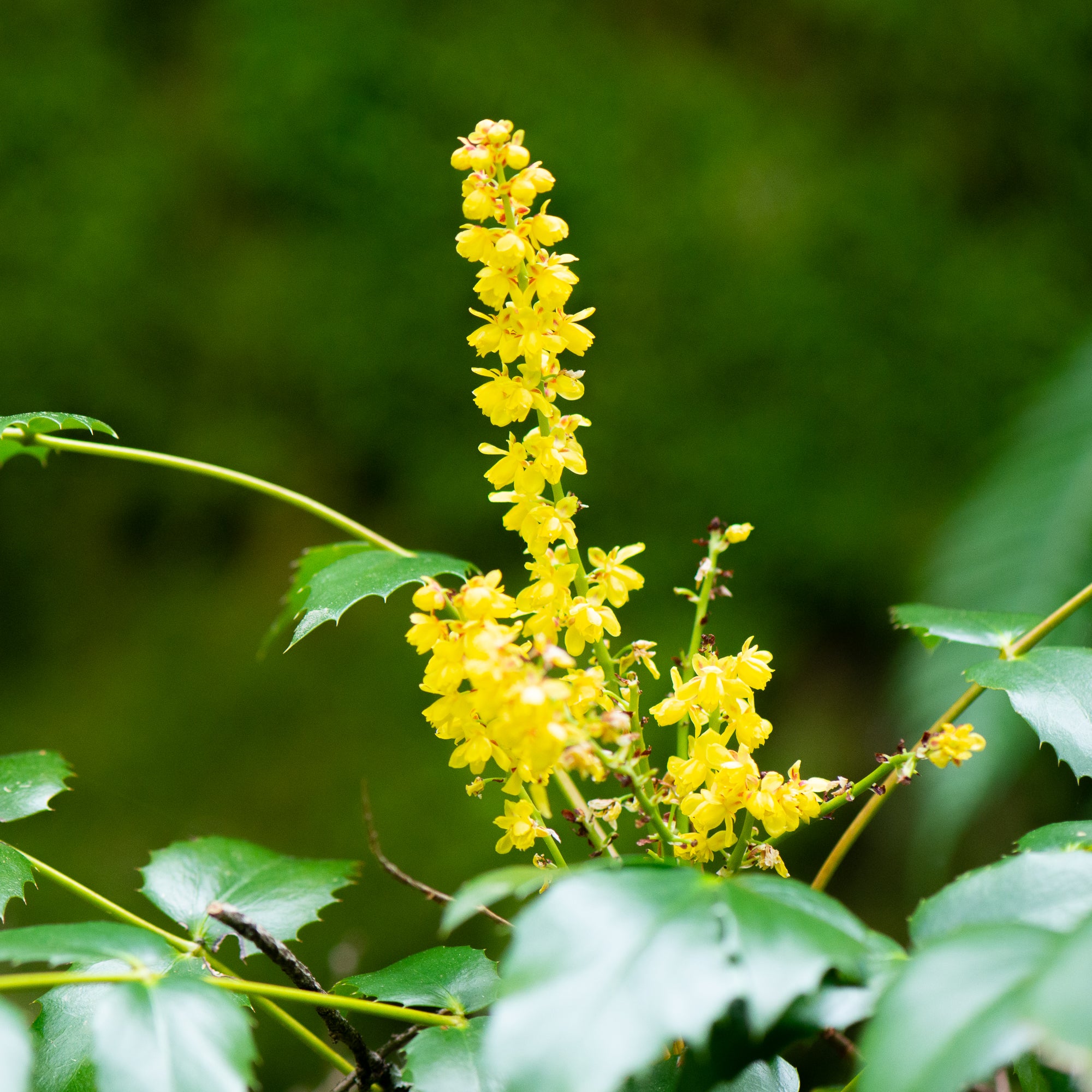 Cascade Oregon Grape (Berberis nervosa)