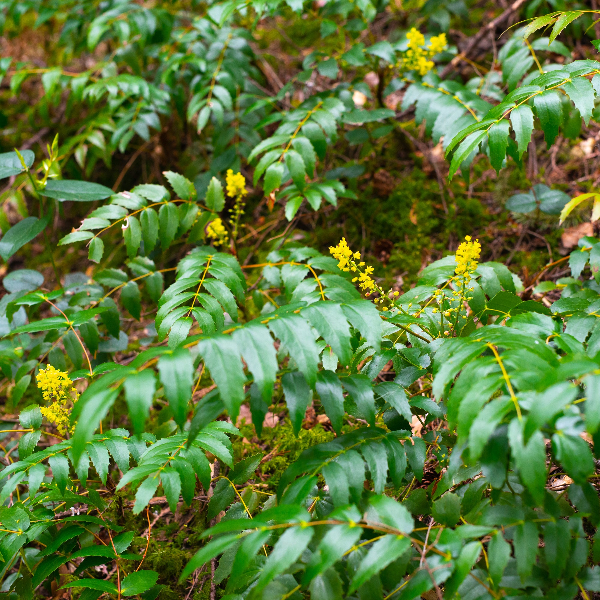 Cascade Oregon Grape (Berberis nervosa)