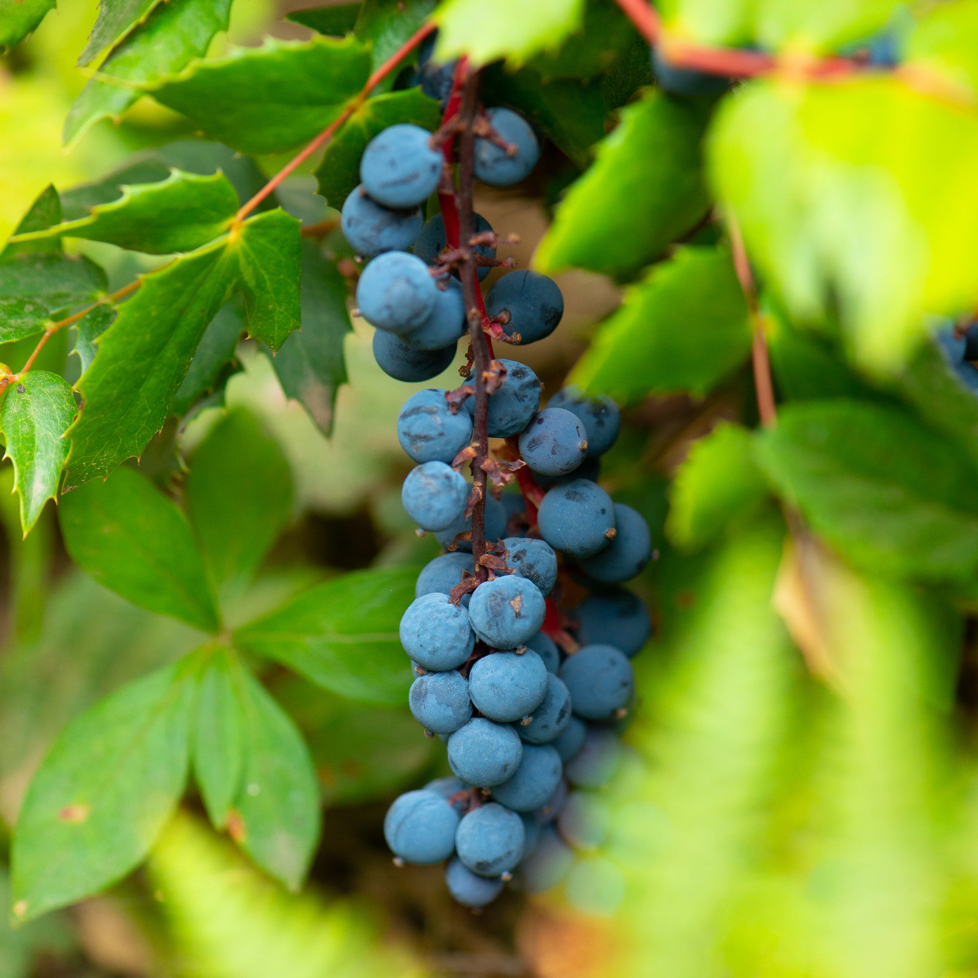Cascade Oregon Grape (Berberis nervosa)