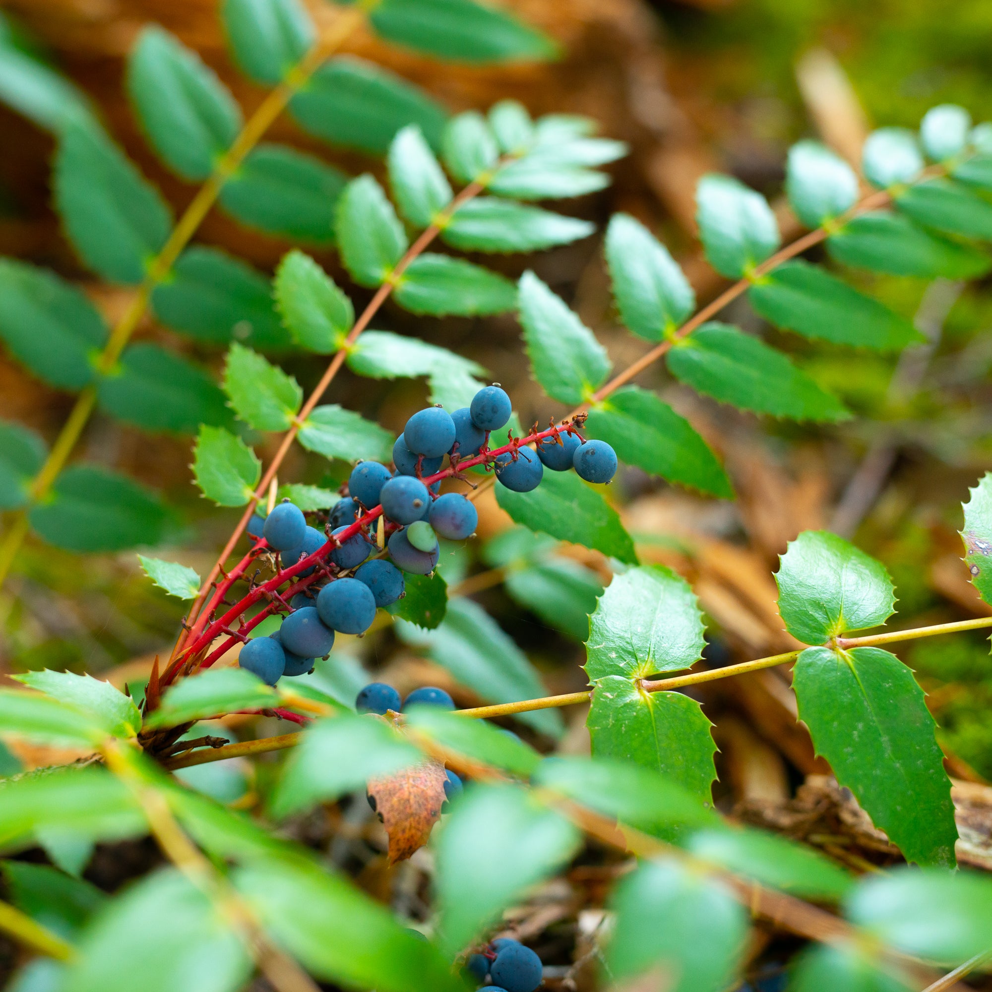 Cascade Oregon Grape (Berberis nervosa)