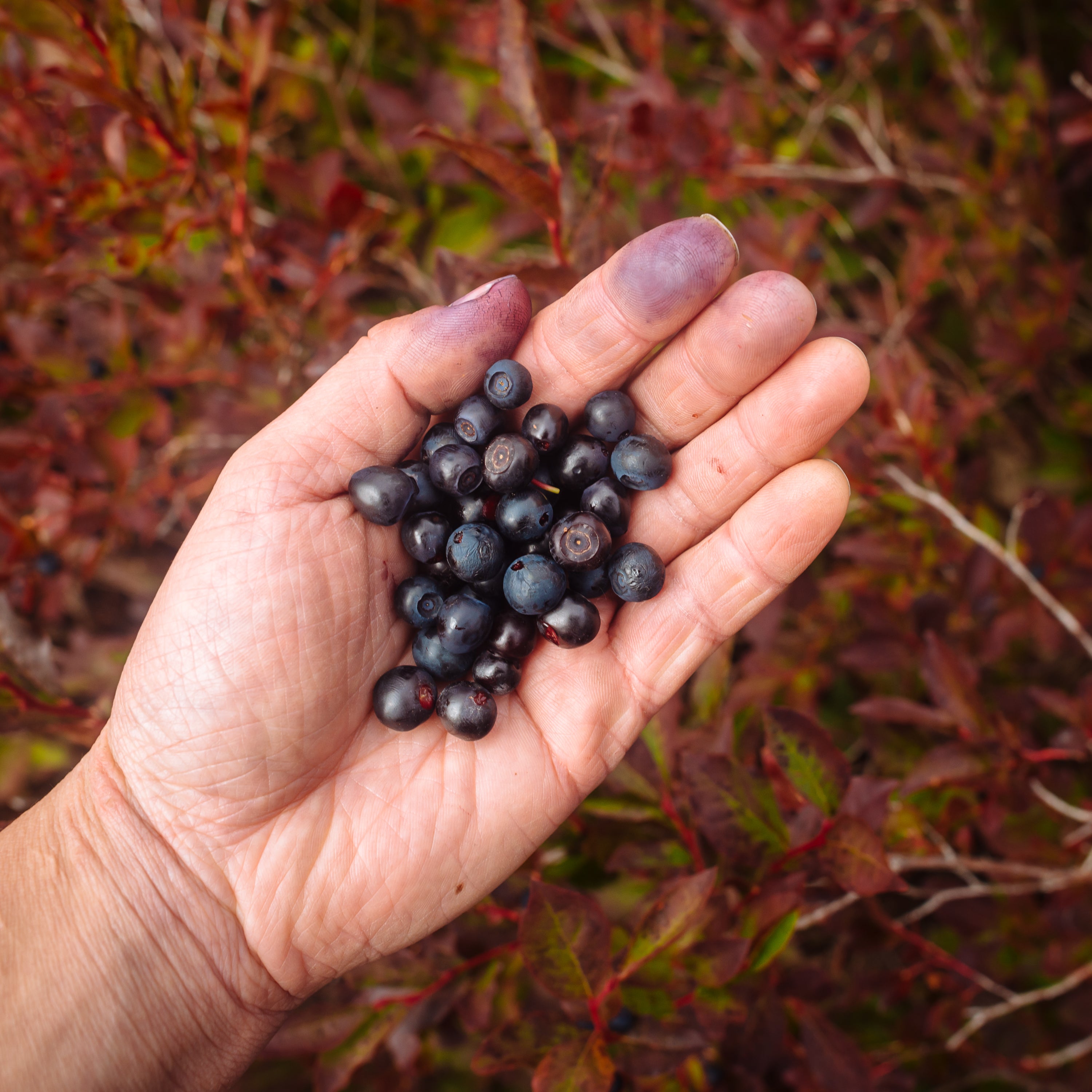 Black Huckleberry (Vaccinium membranaceum)