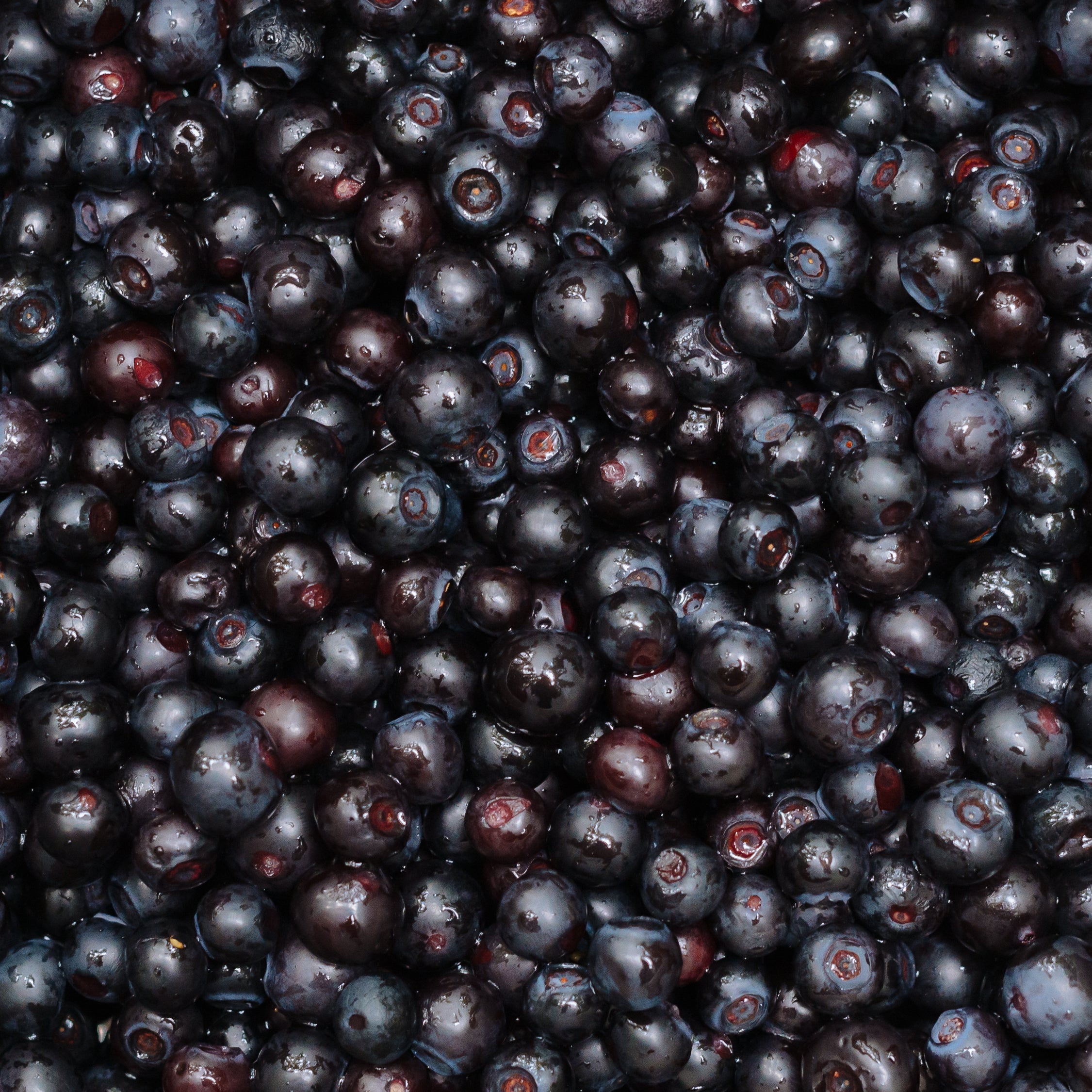 Black Huckleberry (Vaccinium membranaceum)