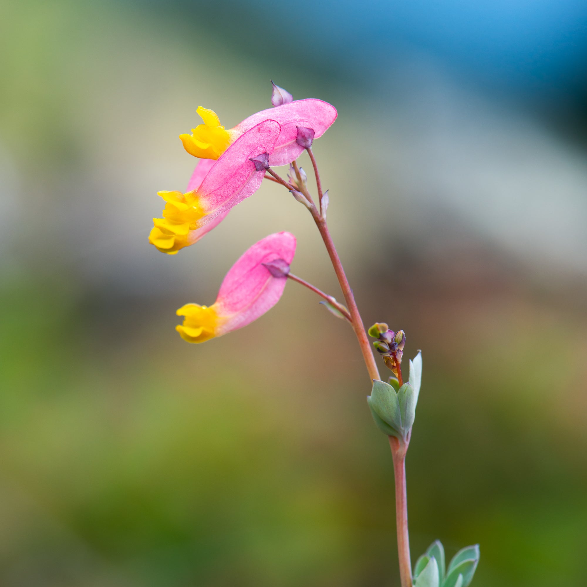 Rock Harlequin (Capnoides sempervirens)