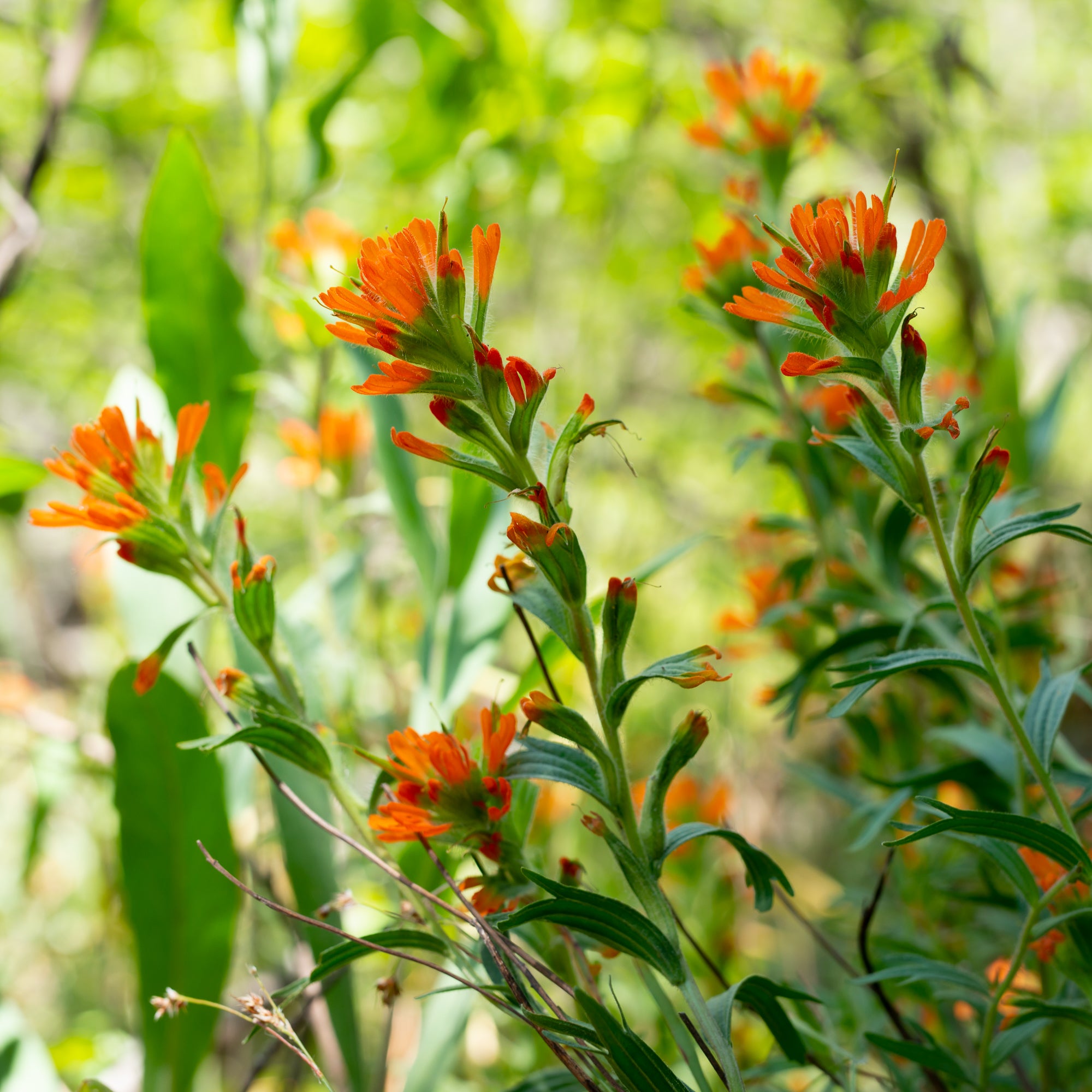 Harsh Paintbrush (Castilleja hispida)