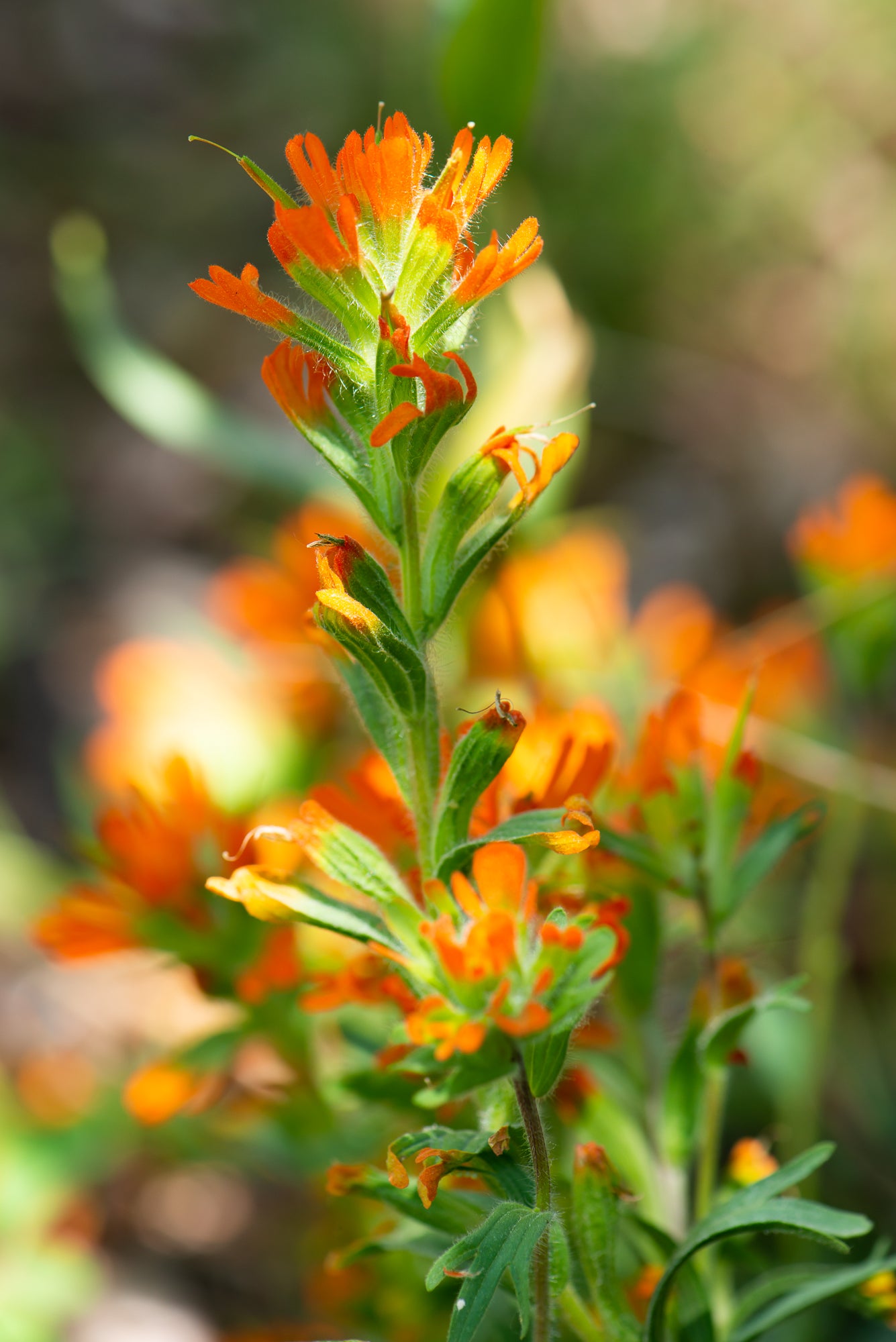Harsh Paintbrush (Castilleja hispida)