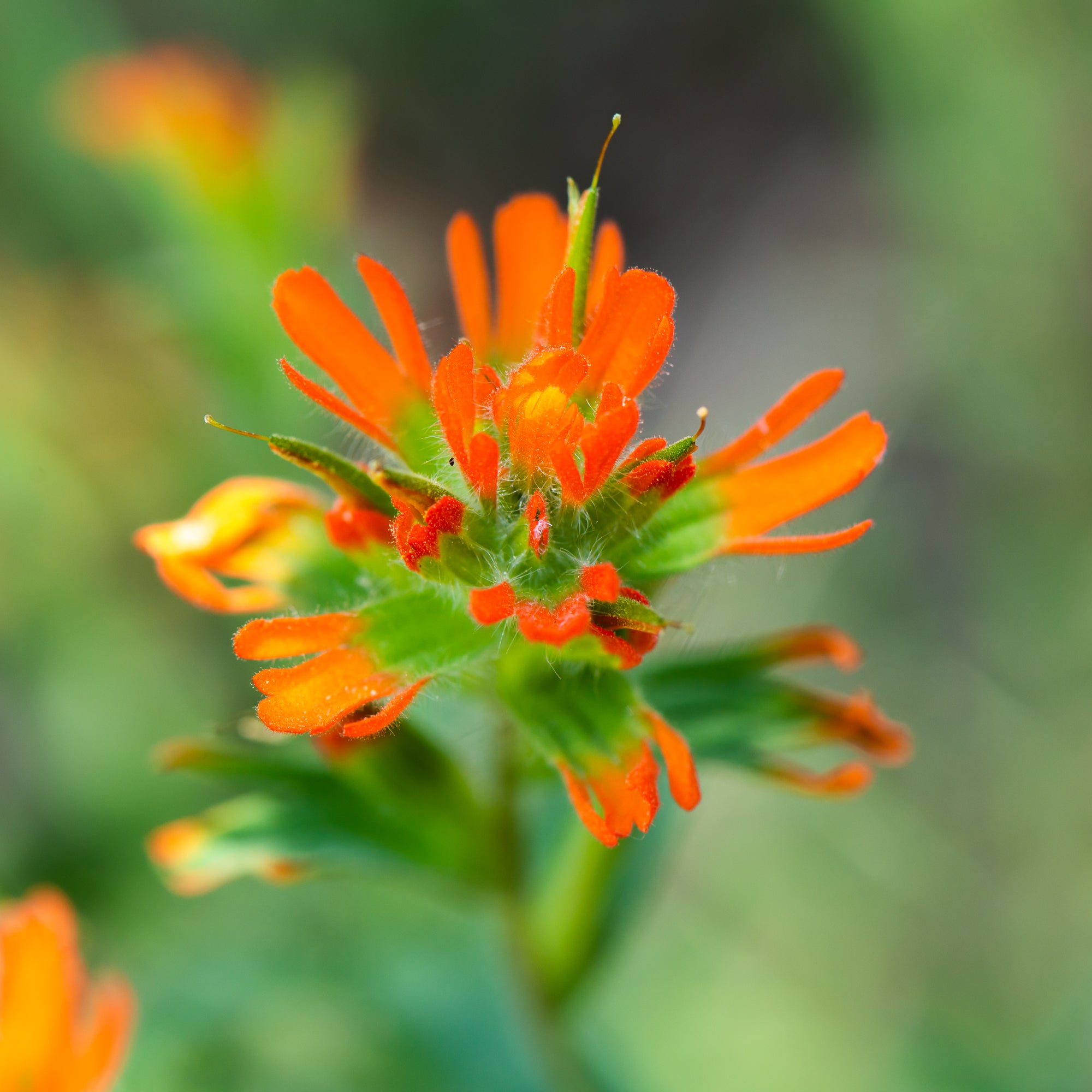 Harsh Paintbrush (Castilleja hispida)