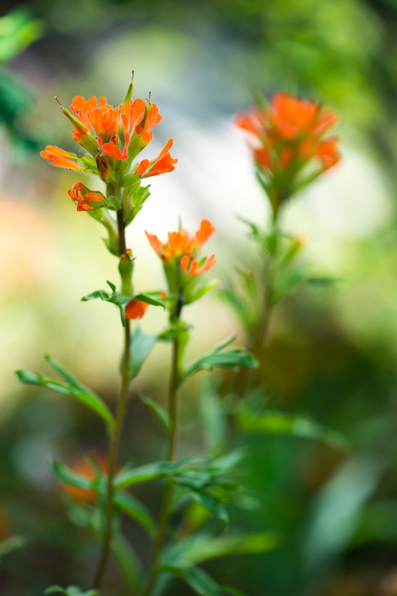 Harsh Paintbrush (Castilleja hispida)