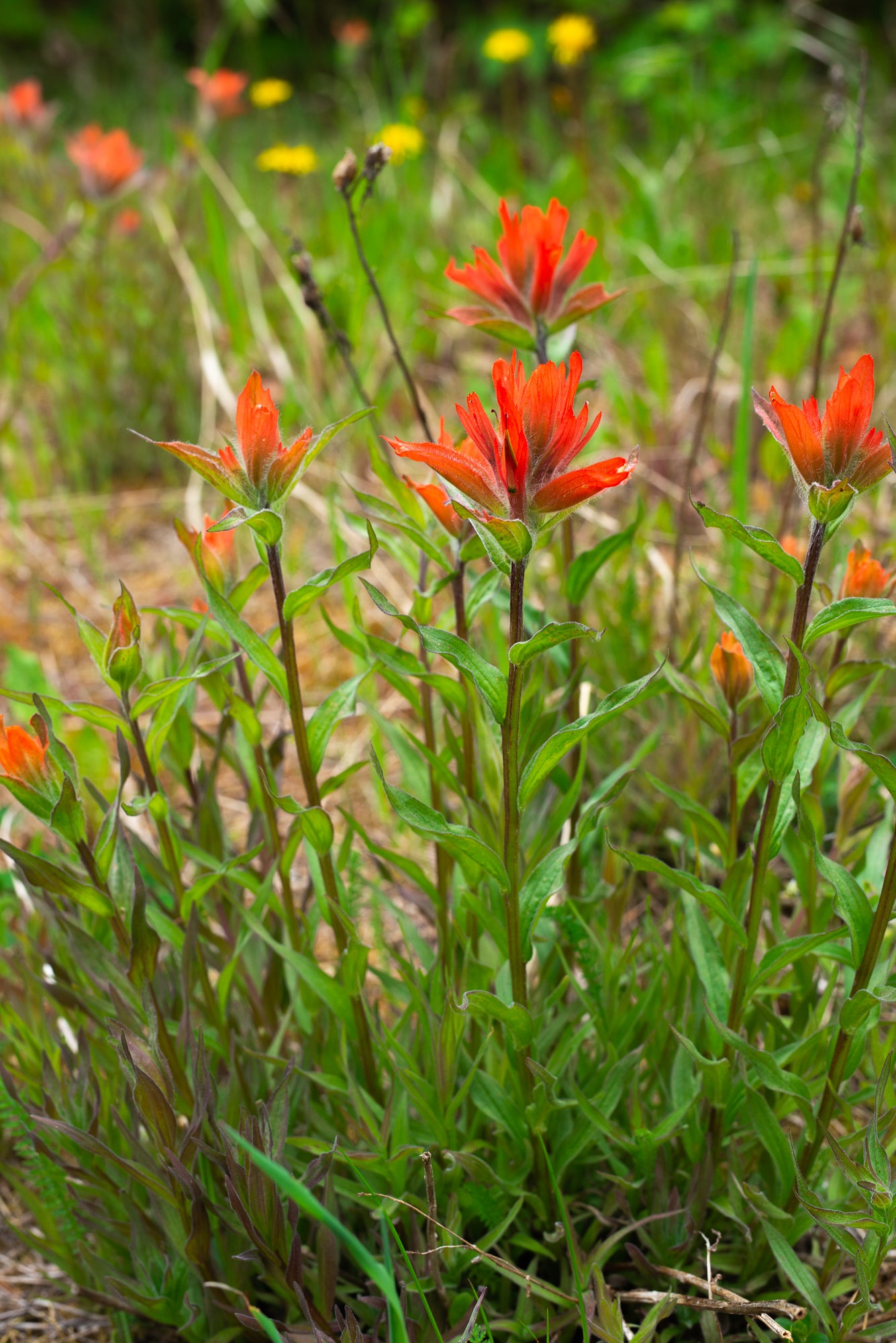 Giant Red Paintbrush (Castilleja miniata)