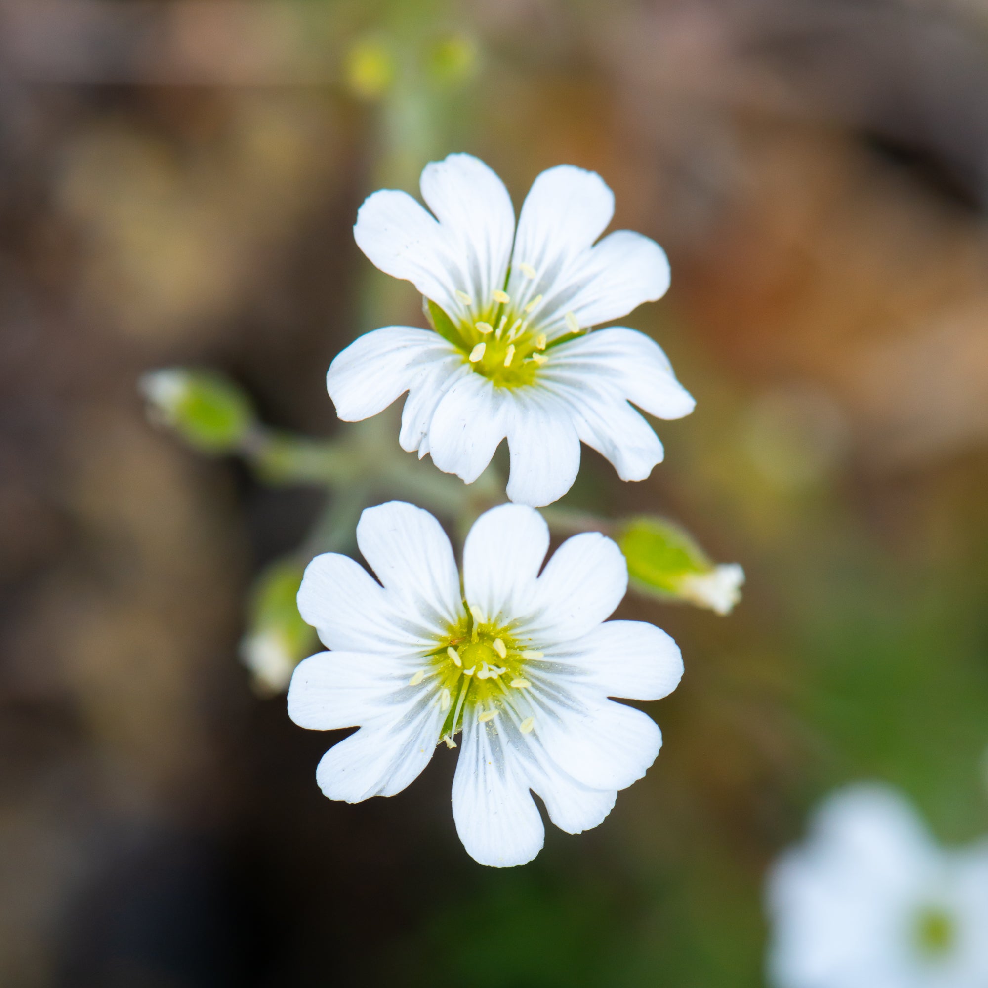 Field Chickweed (Cerastium arvense)